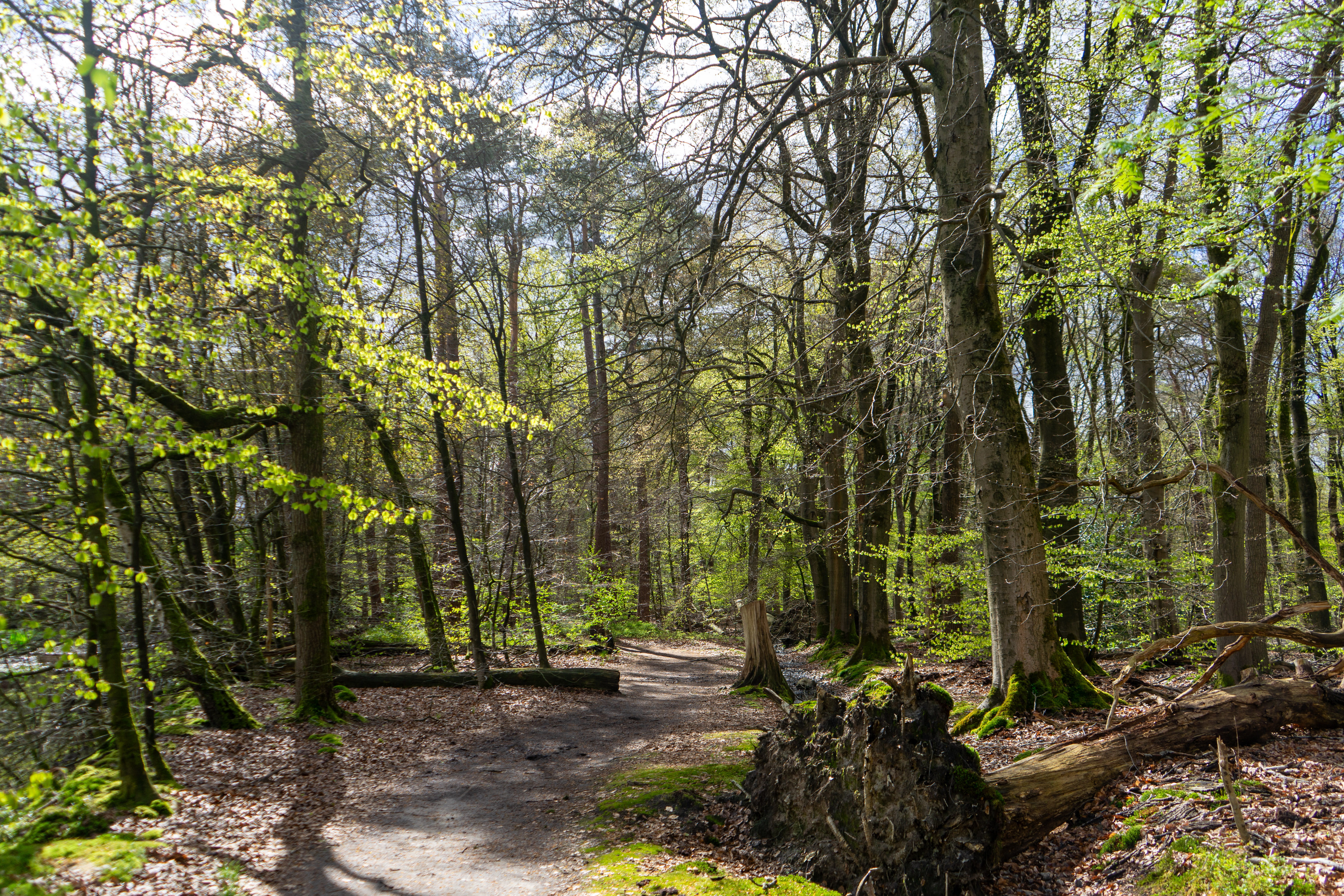 Leuvenumse Bossen bospaadjes