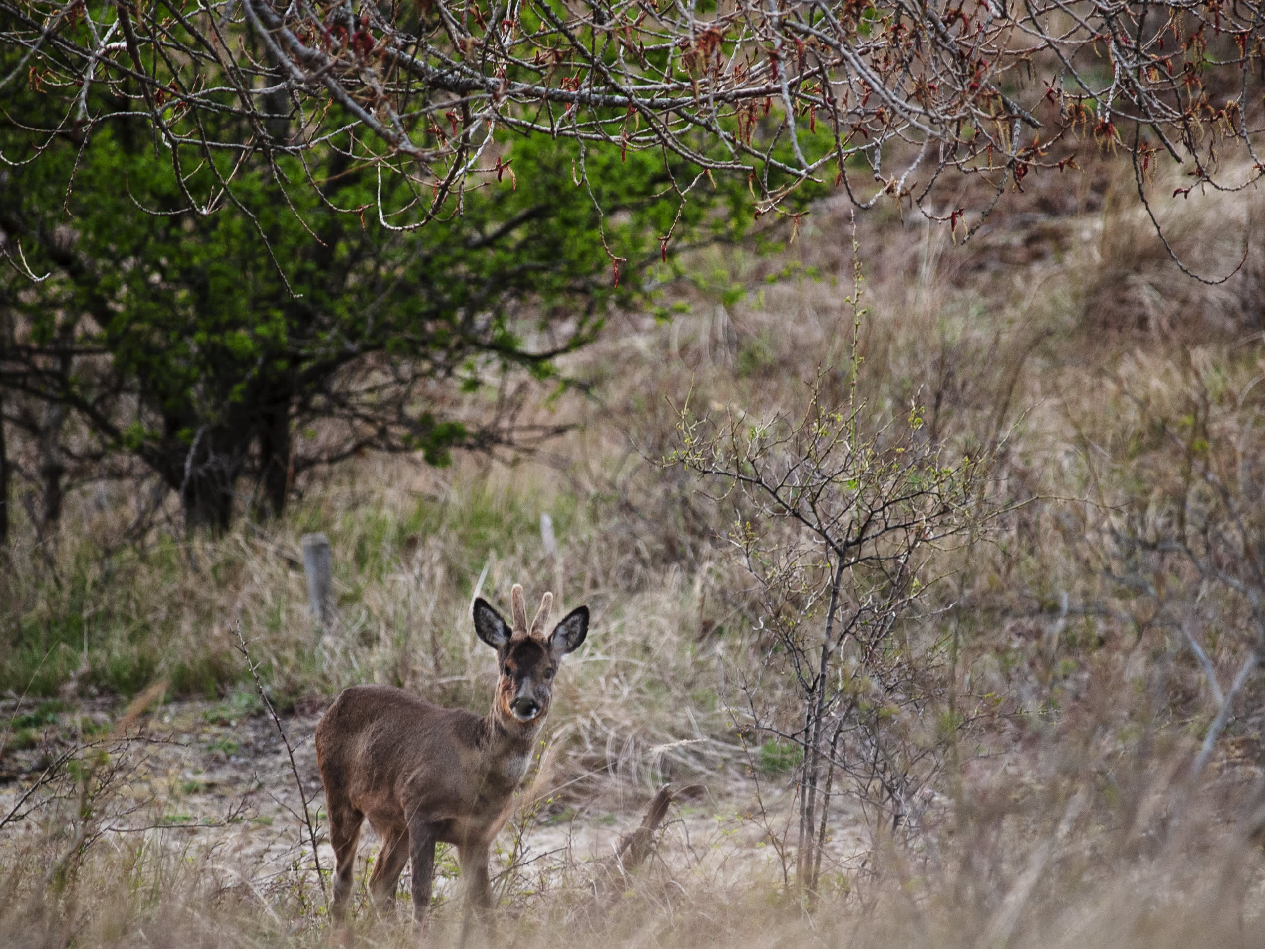 Een ree bij Oostdijk