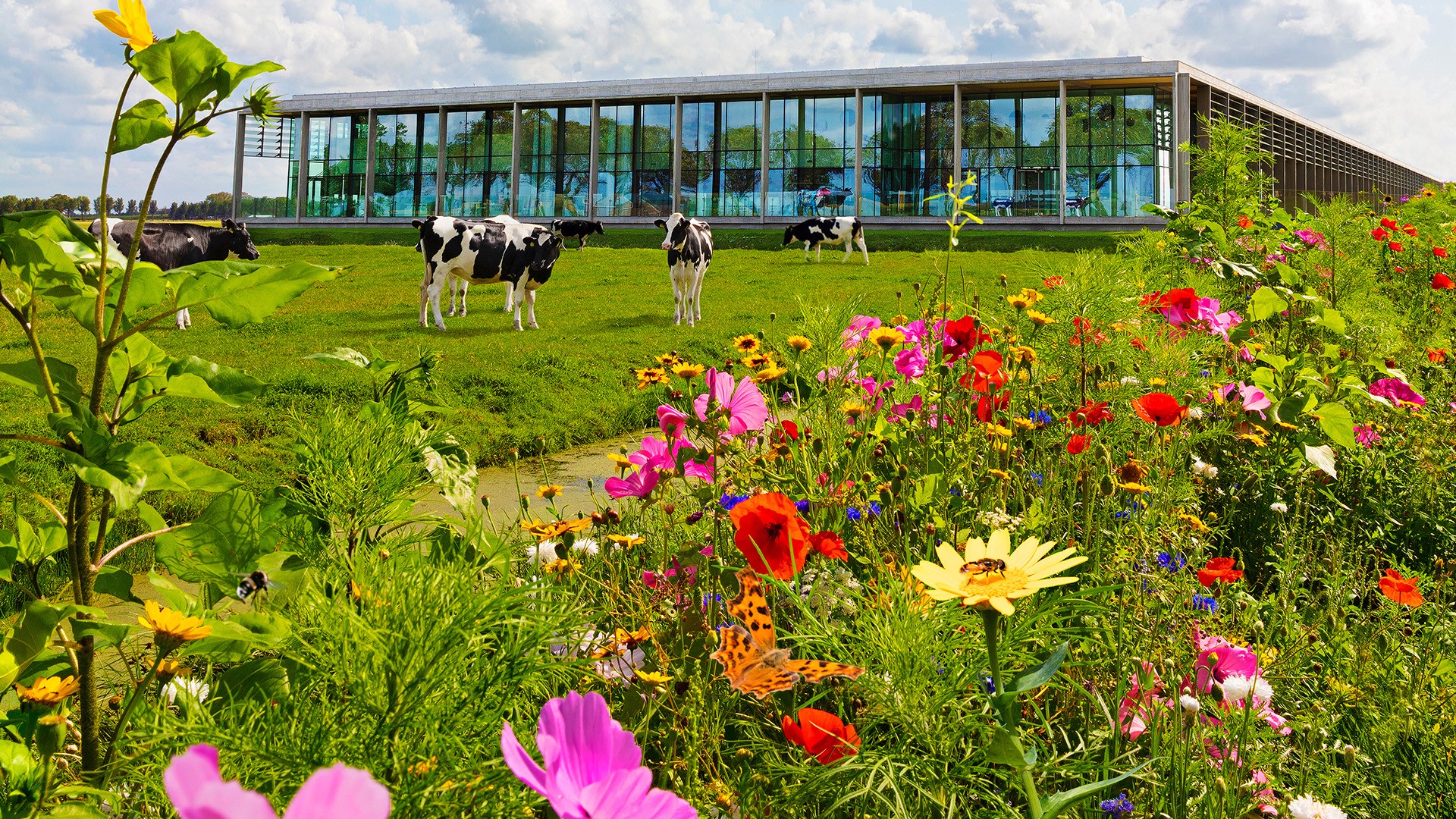 CONO Kaasmakers in de Beemster