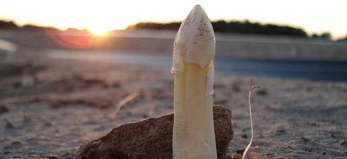 Verberne asperges en kalverhouderij