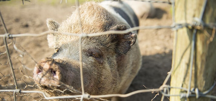 Hangbuikzwijntjes op Boerderijcamping De Boterbloem
