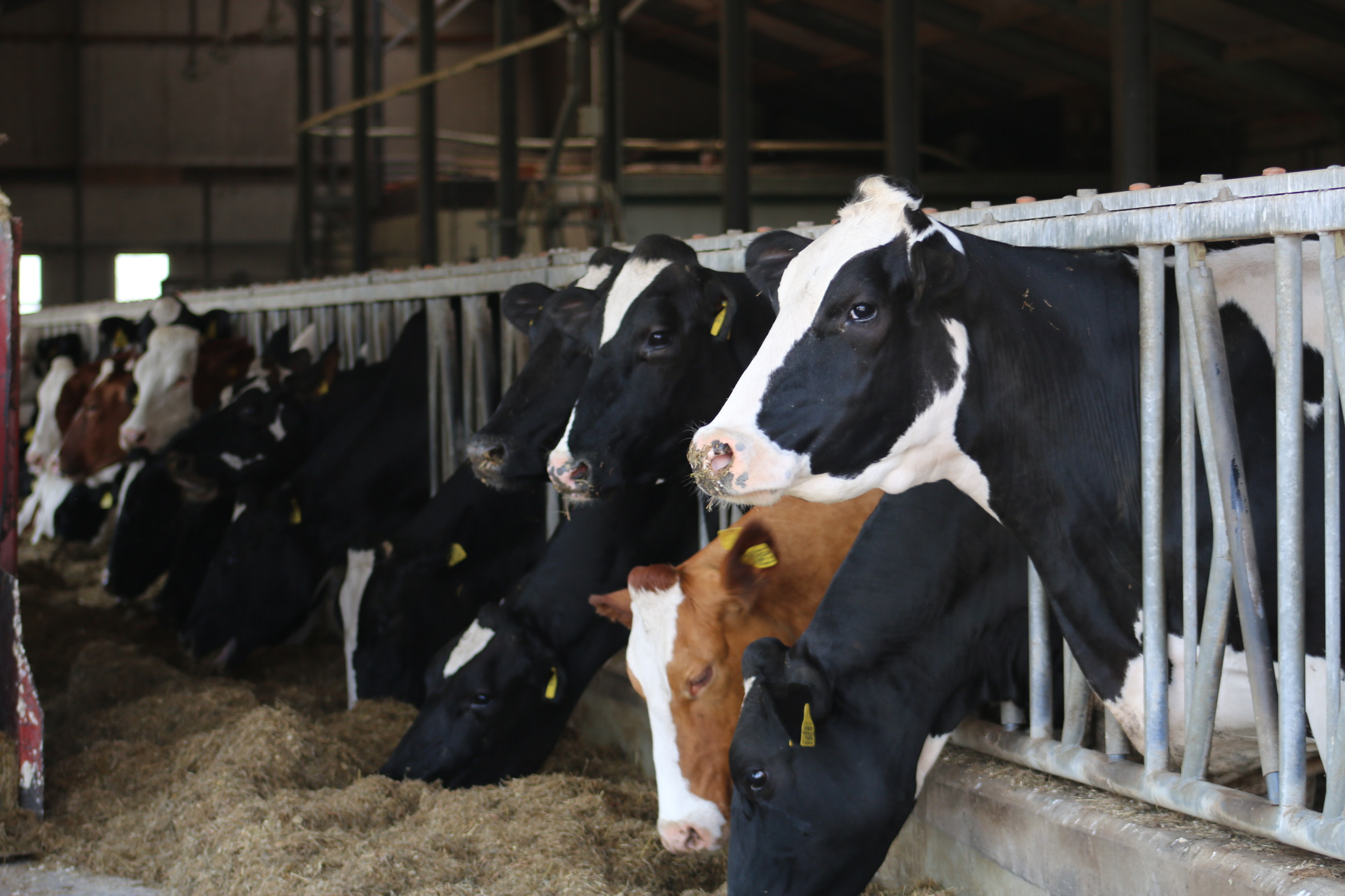 Koeien van Zuivelboerderij van Wees
