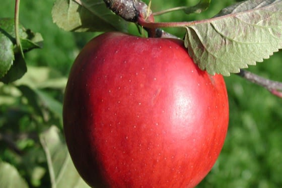 Boomgaard in Papendrecht