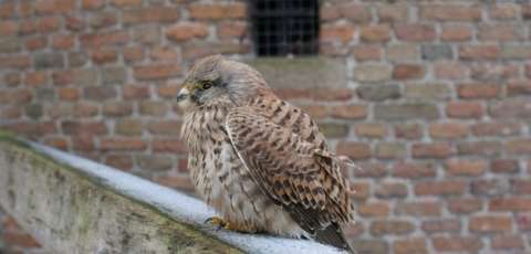 Herberg de Ronde Tafel