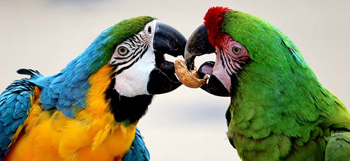 Papegaaien