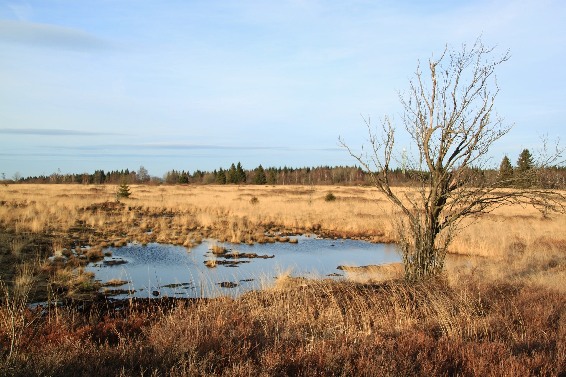 Natuurgebied Het Quin