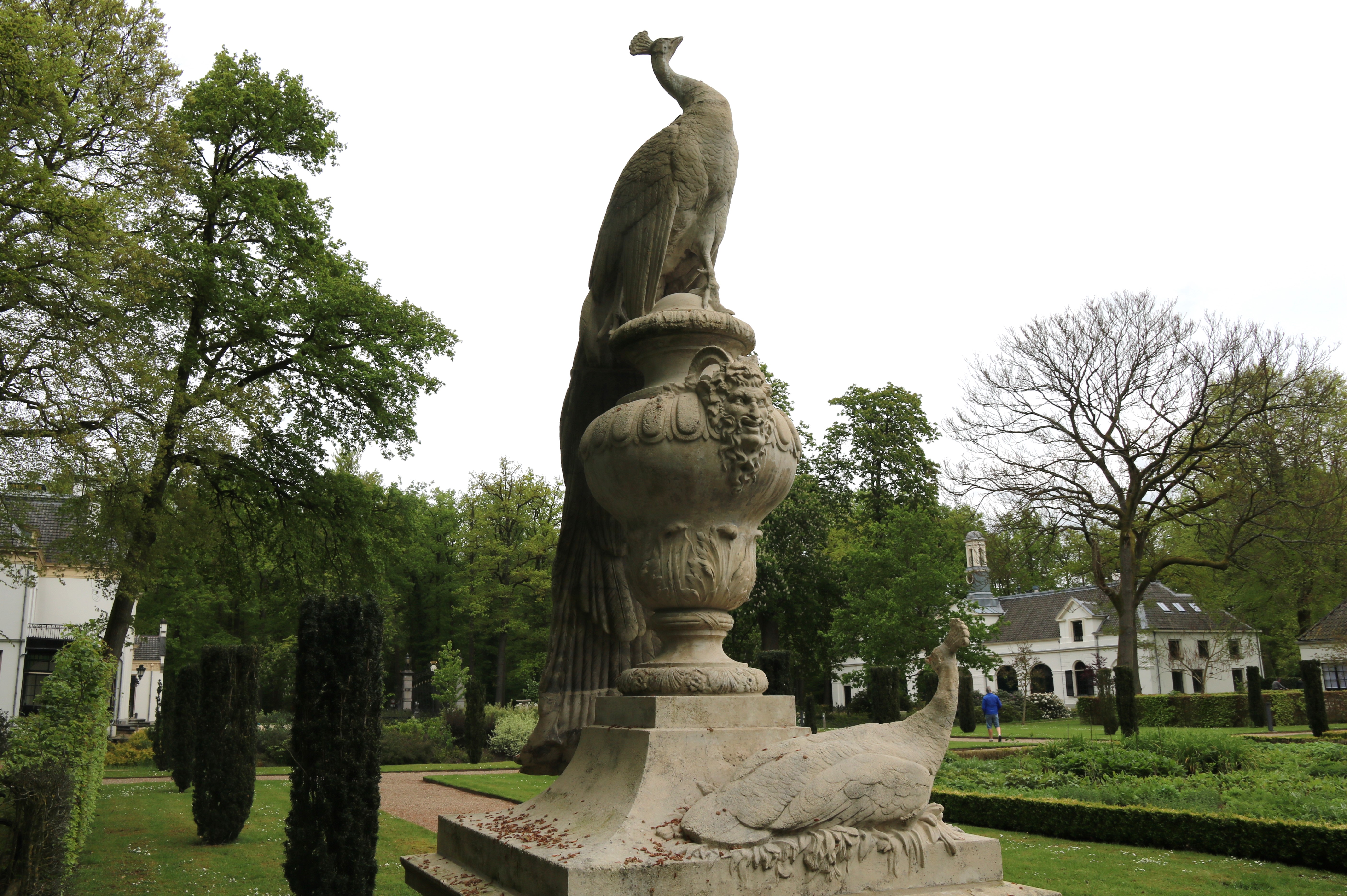 Witte pauw Staverden | achterkant