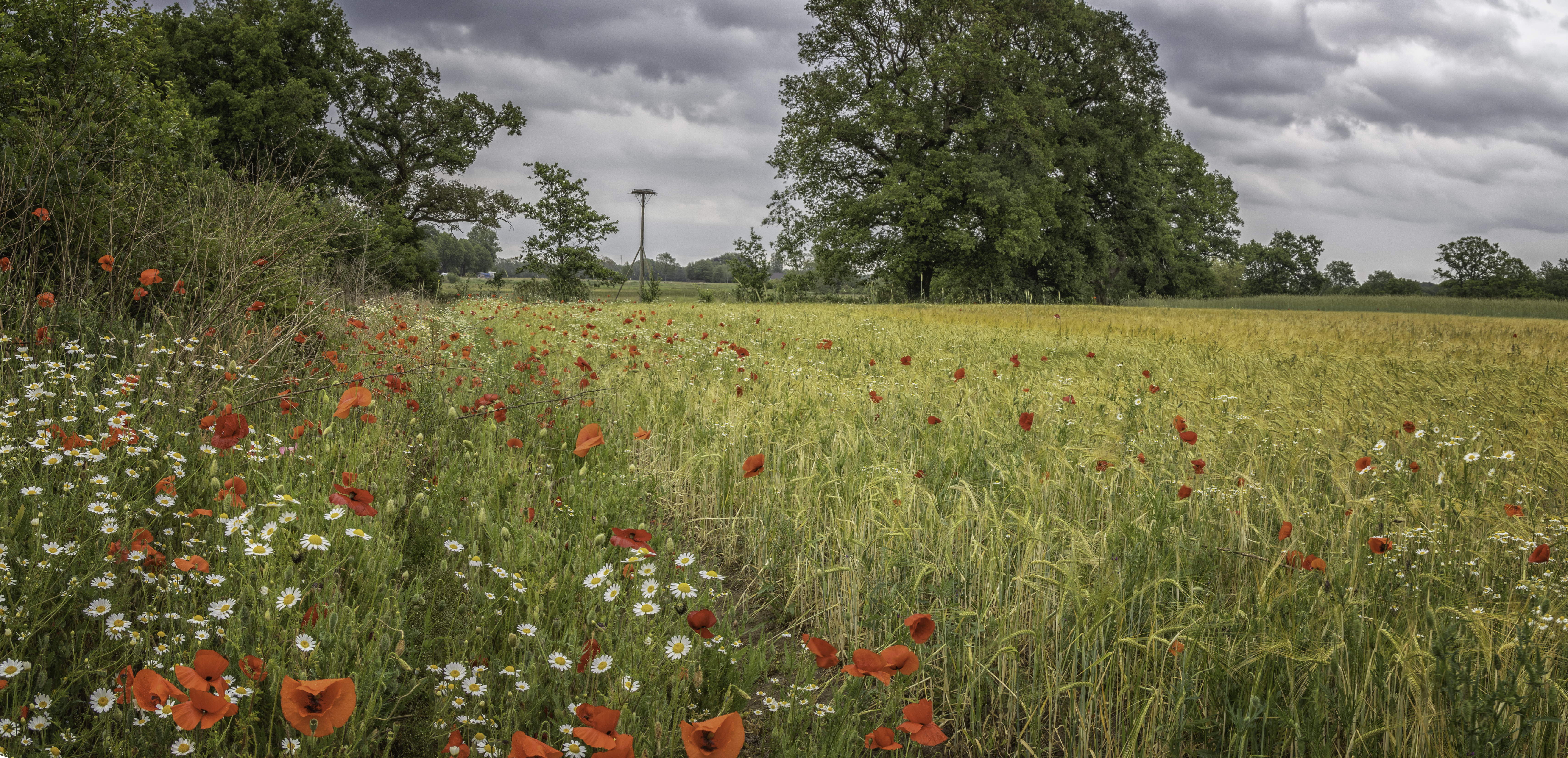 Prachtige wilde bloemen bij Gasterij Natuurlijk Smeerling