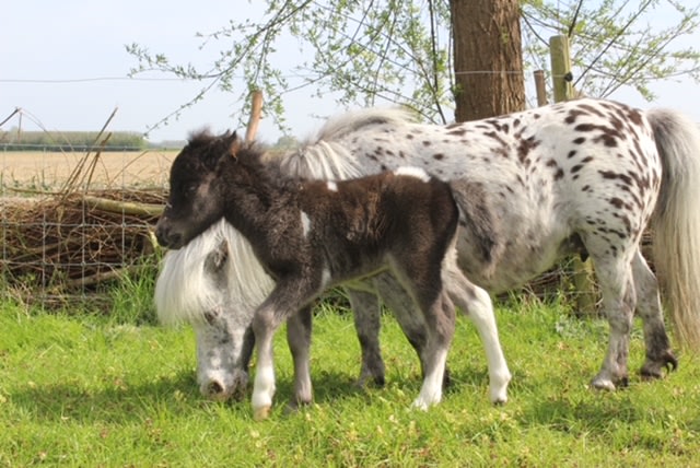 Alpaca en Falabella Ranch | Falabella's