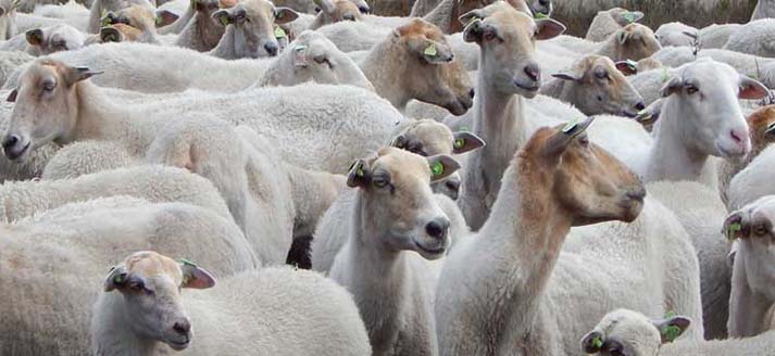 Heidecafé De Strabrechtse Heide