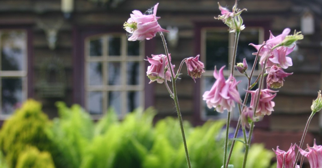 Theeschenkerij Bellefleur