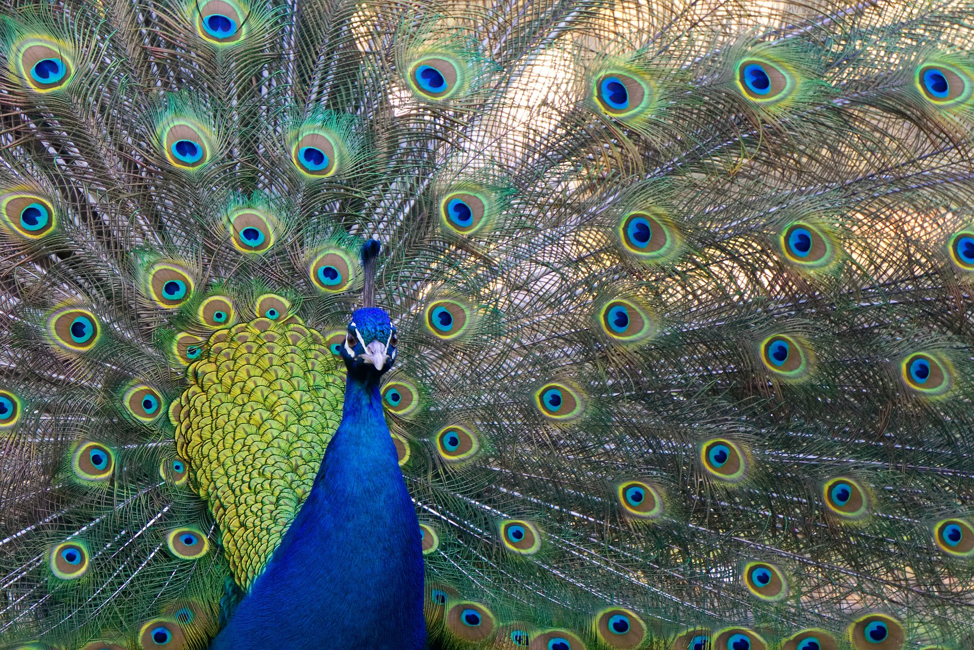 Kinderboerderij Dondertman