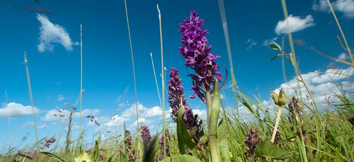 Ackerdijkse Plassen - Fotograaf: Rene Koster