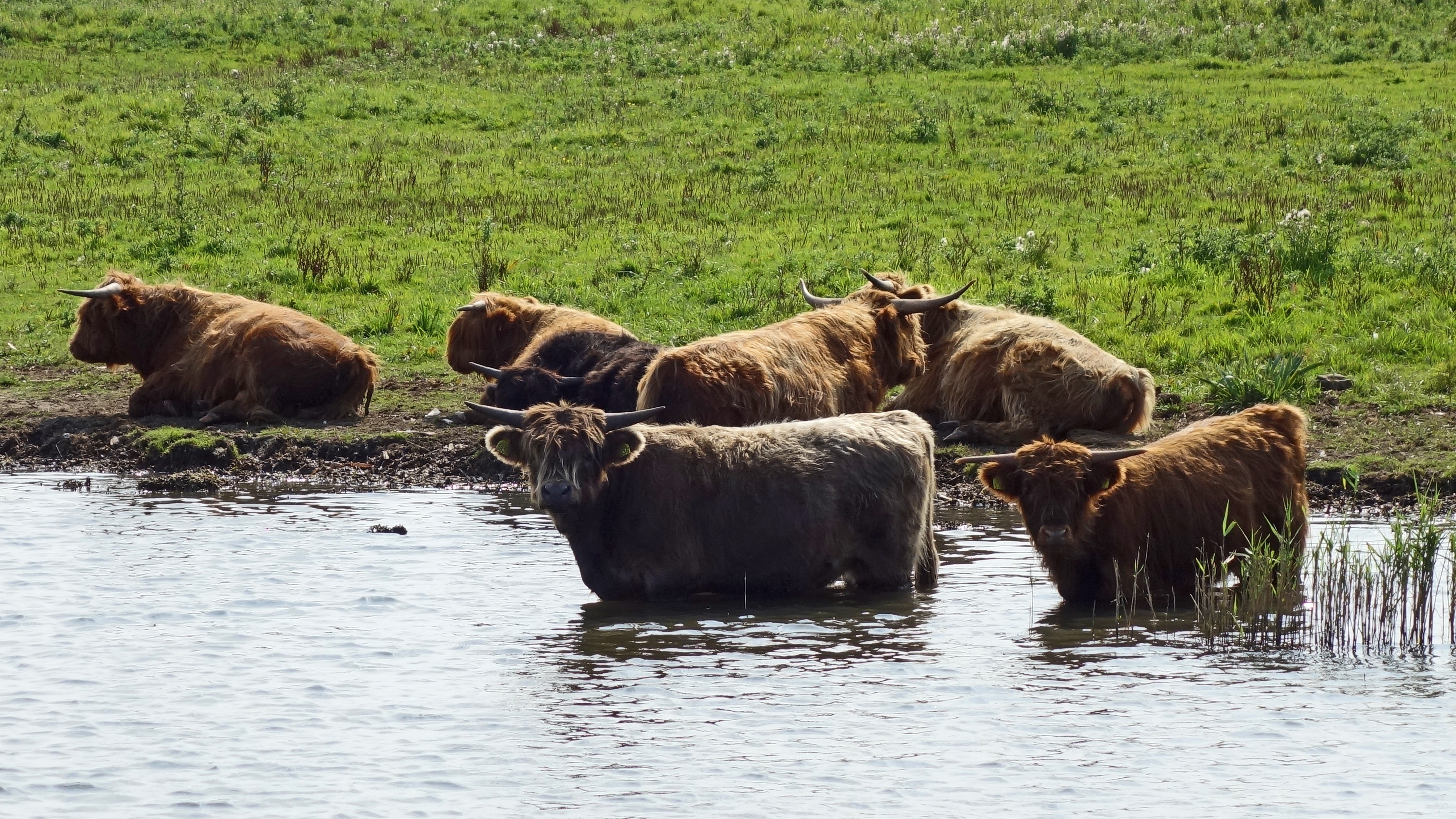 Schotse Hooglanders bij 't Groot Eiland
