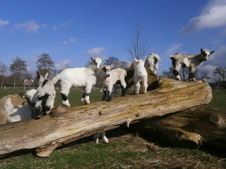 Nederlandse Landgeiten lammetjes
