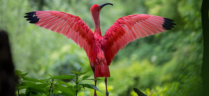 Roze Ibis