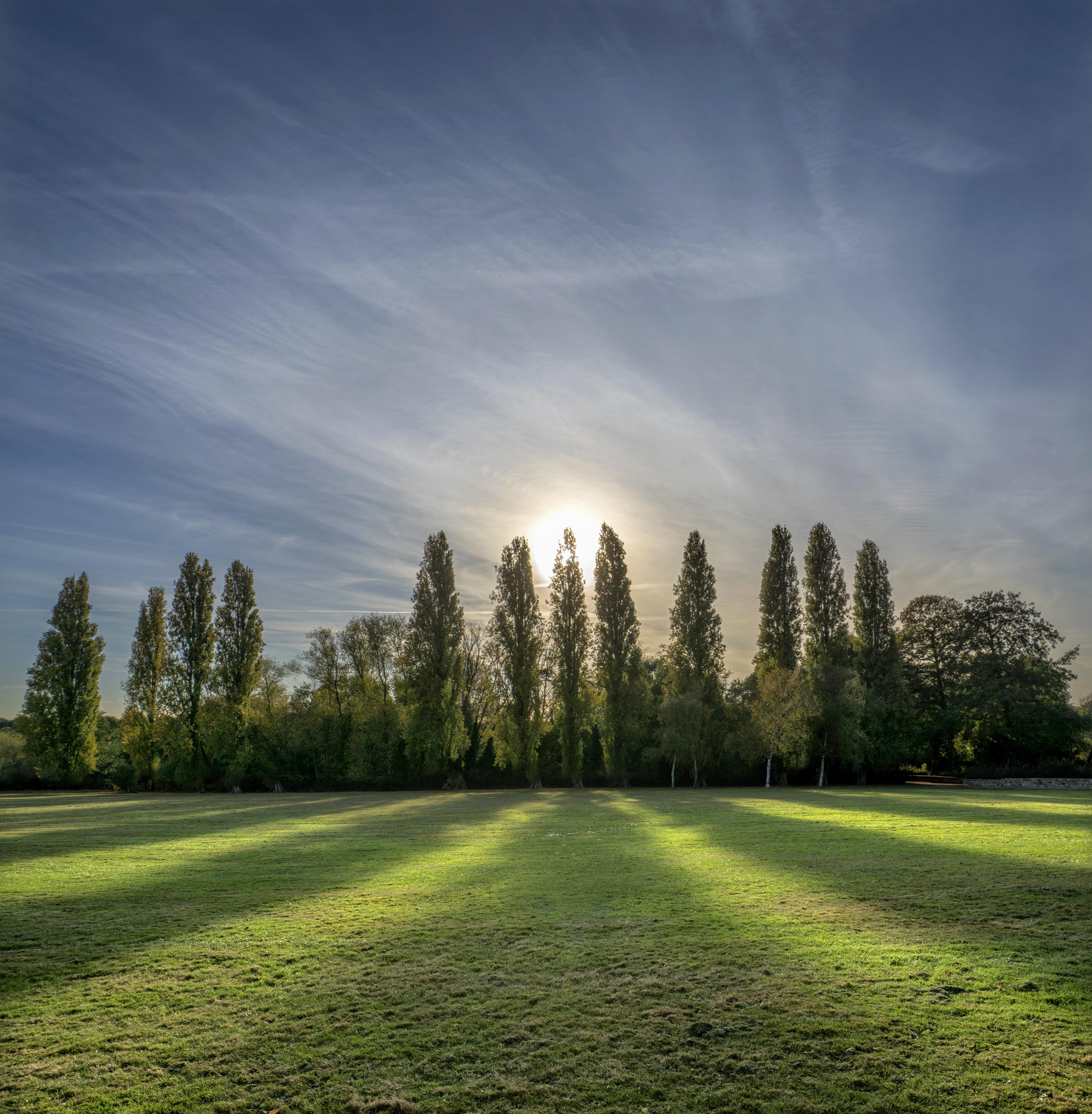 populieren in 't Rosvelt 