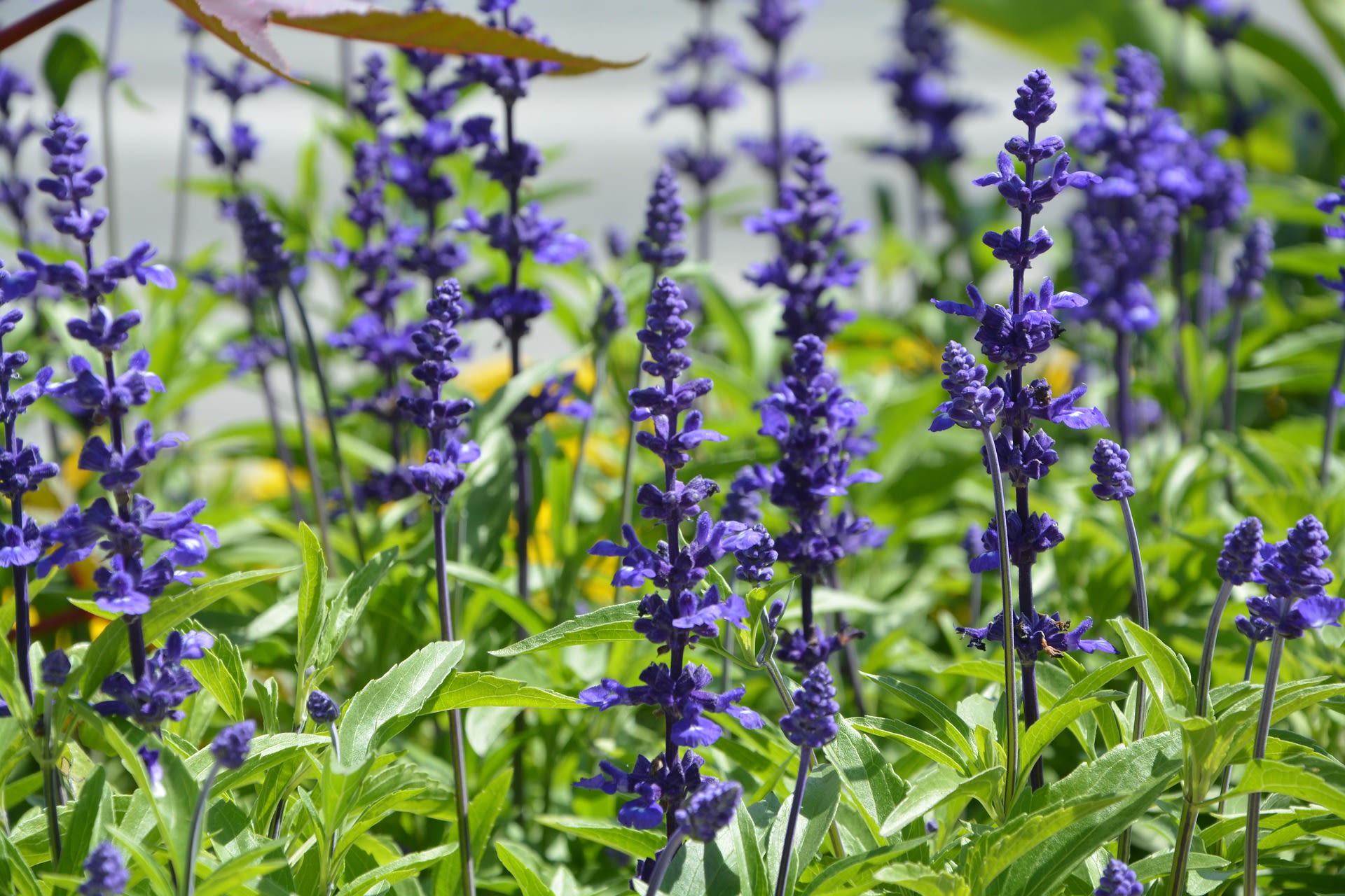 Polderbloemen bij GAOS