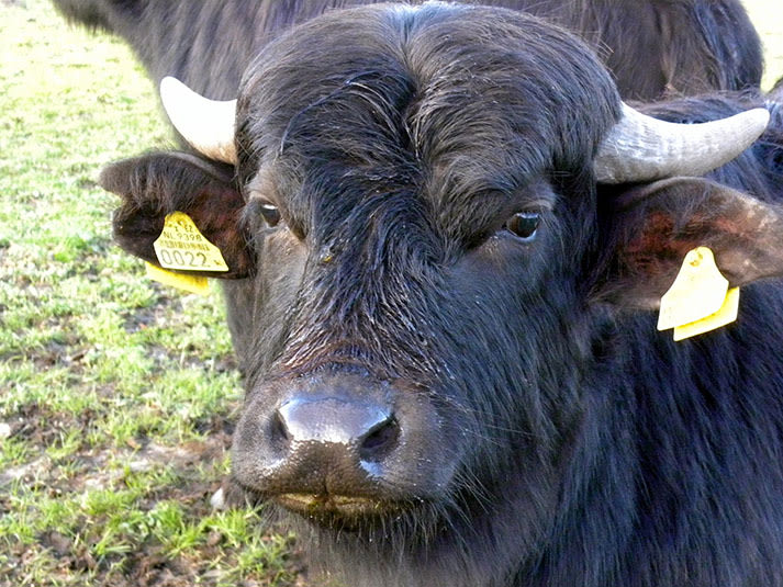 Waterbuffelboerderij Arns
