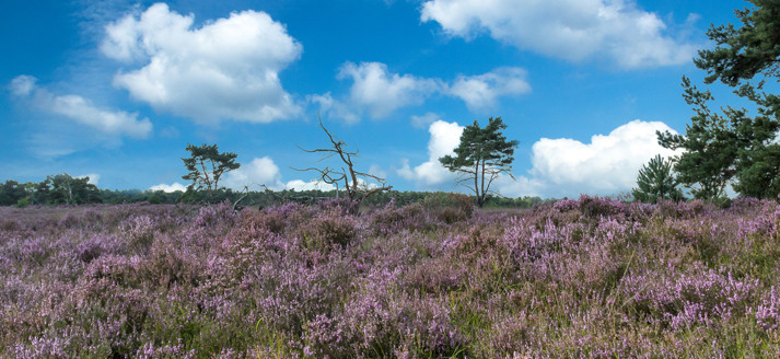 Kalmthoutse Heide