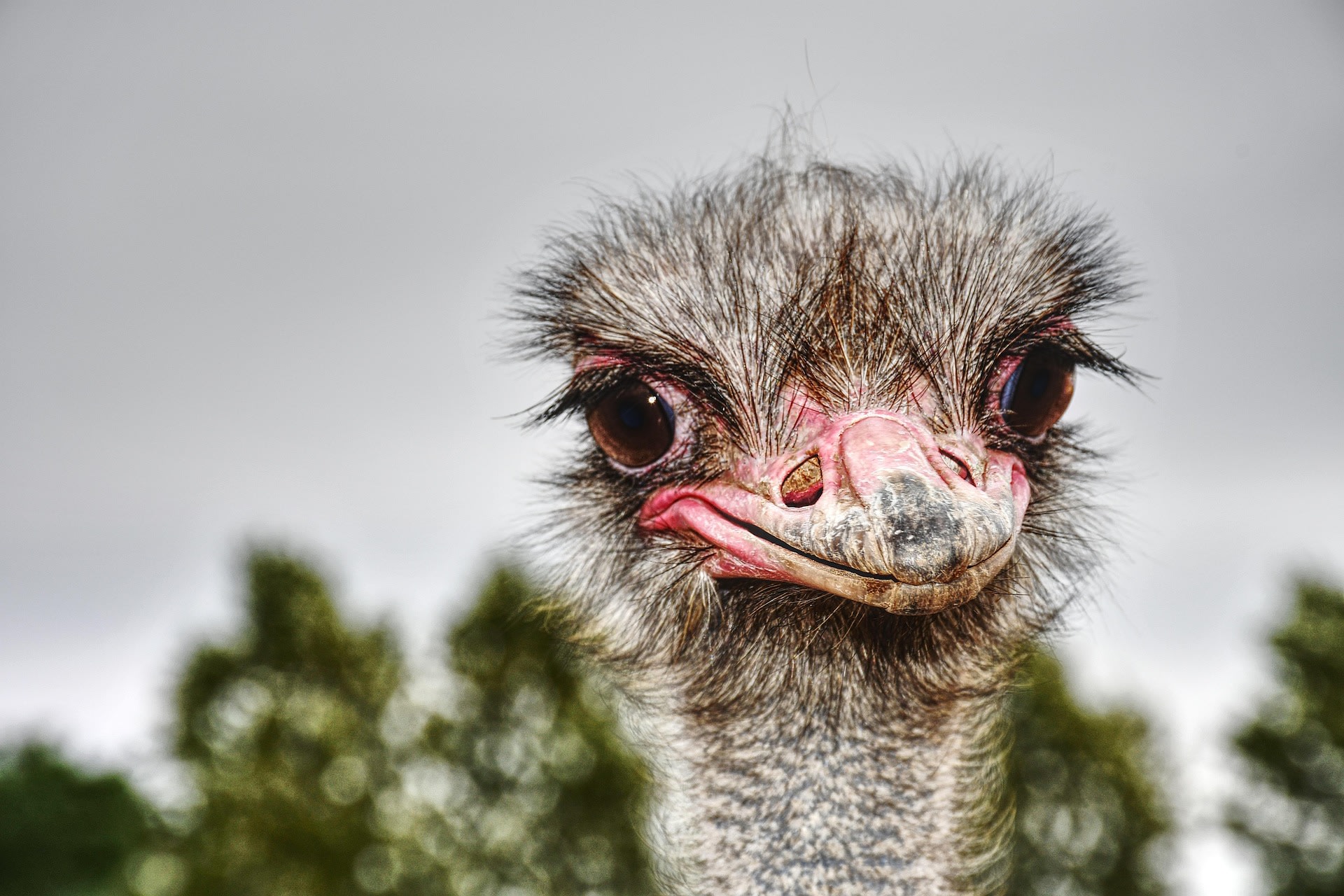 Struisvogelboerderij Monnikenwerve