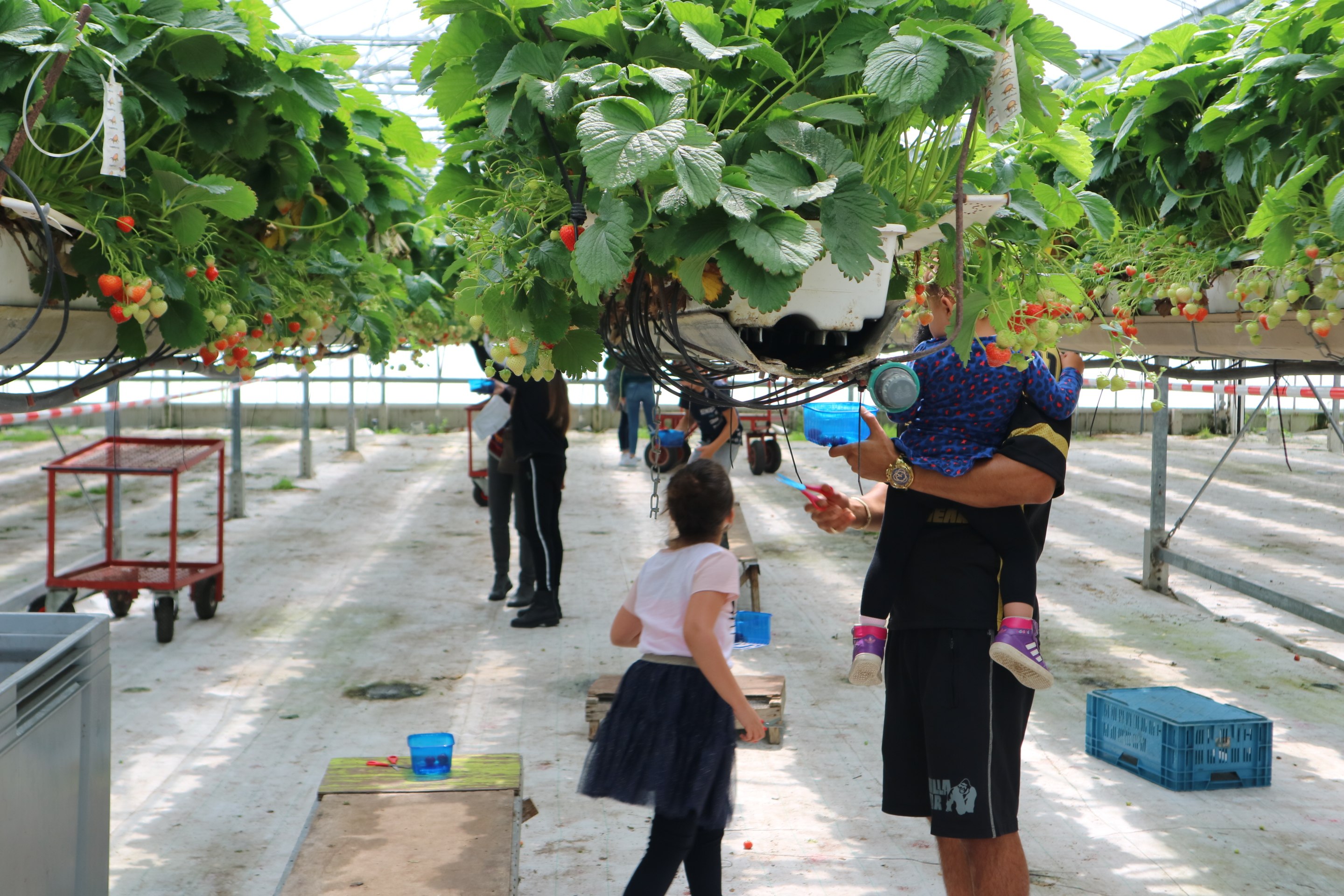 By Broersen plukken in de kas