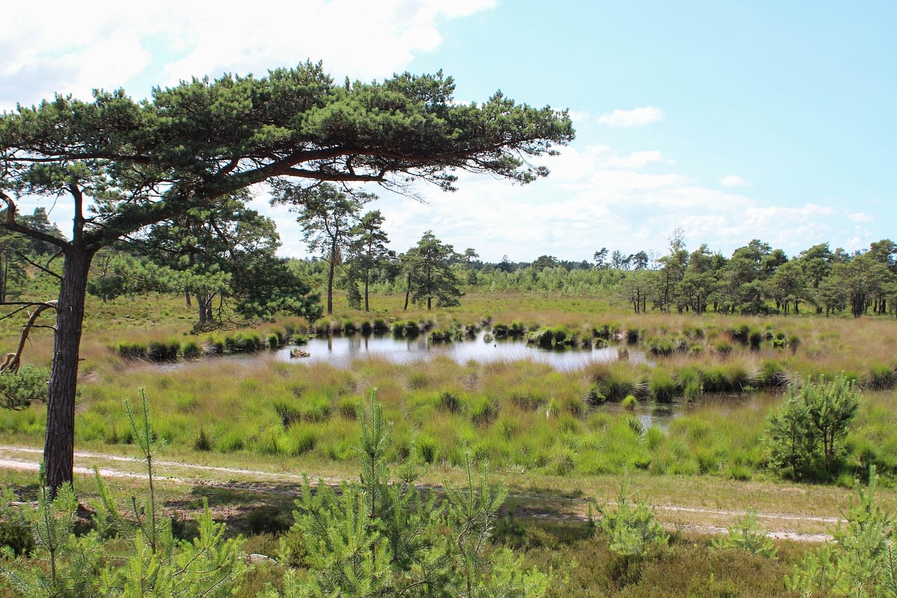 Struikelwortelven - Hatertse Ven