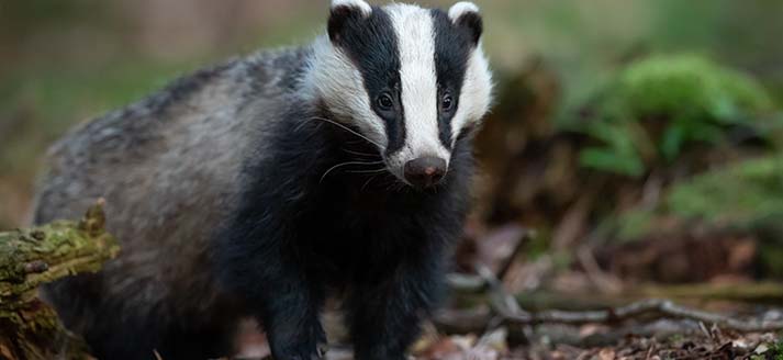 Natuurcentrum De IJzeren Man