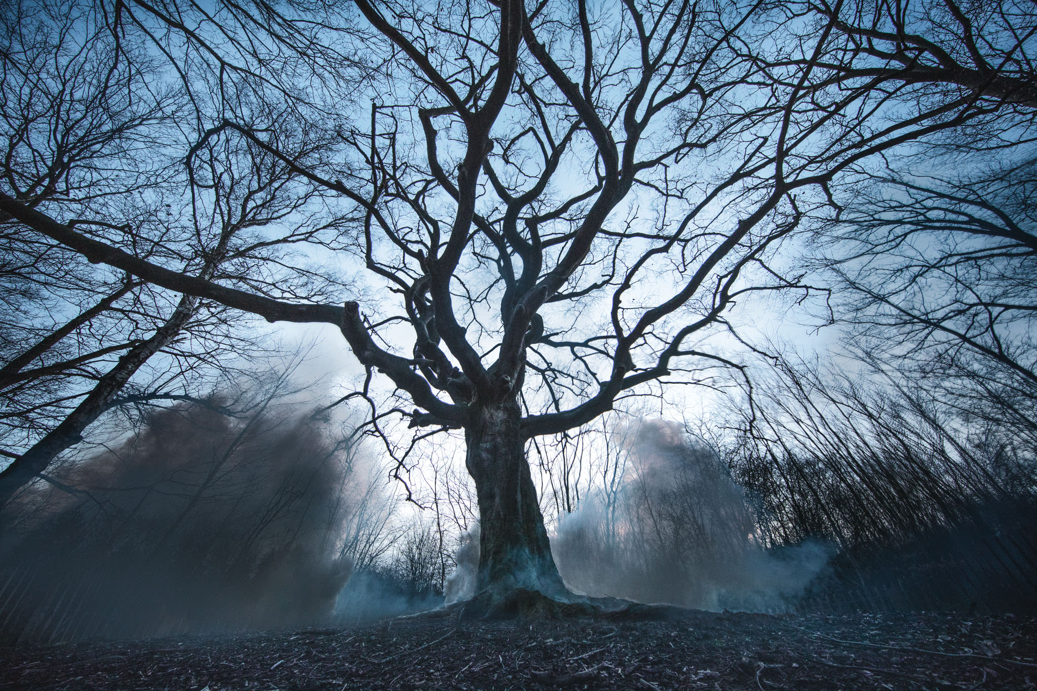 Zwarte Kaat Heksenboom - ©VisitBrabant