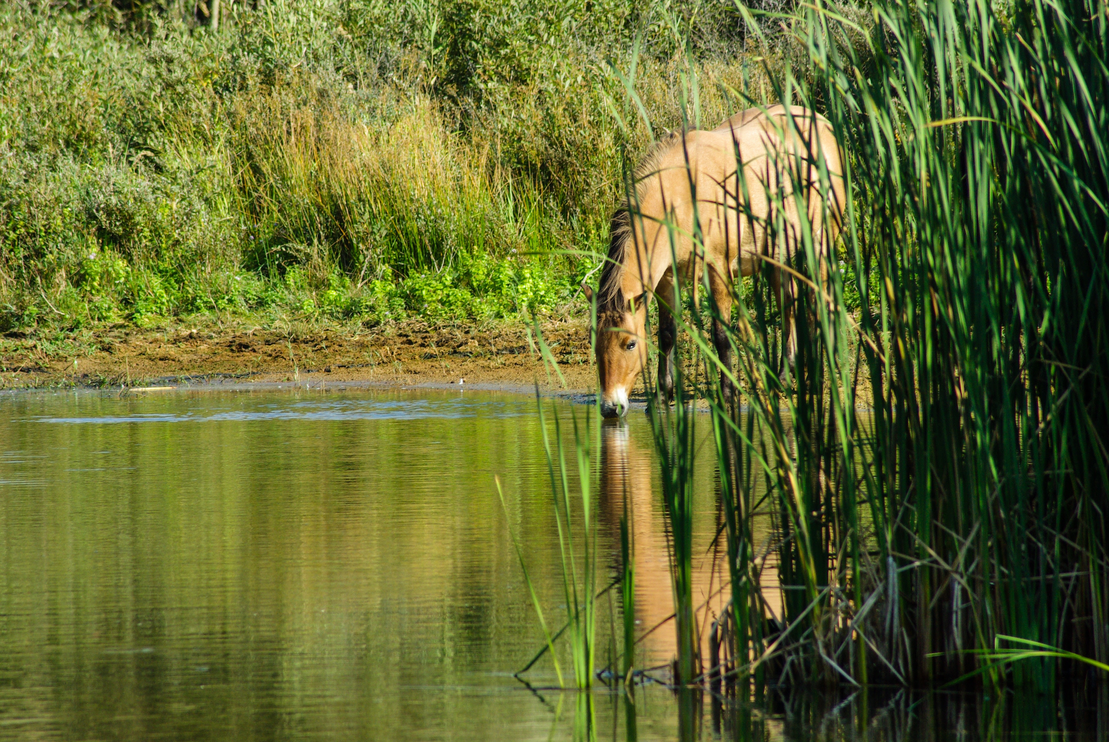 Uitzichtpunt Natuurgebied Bergerven
