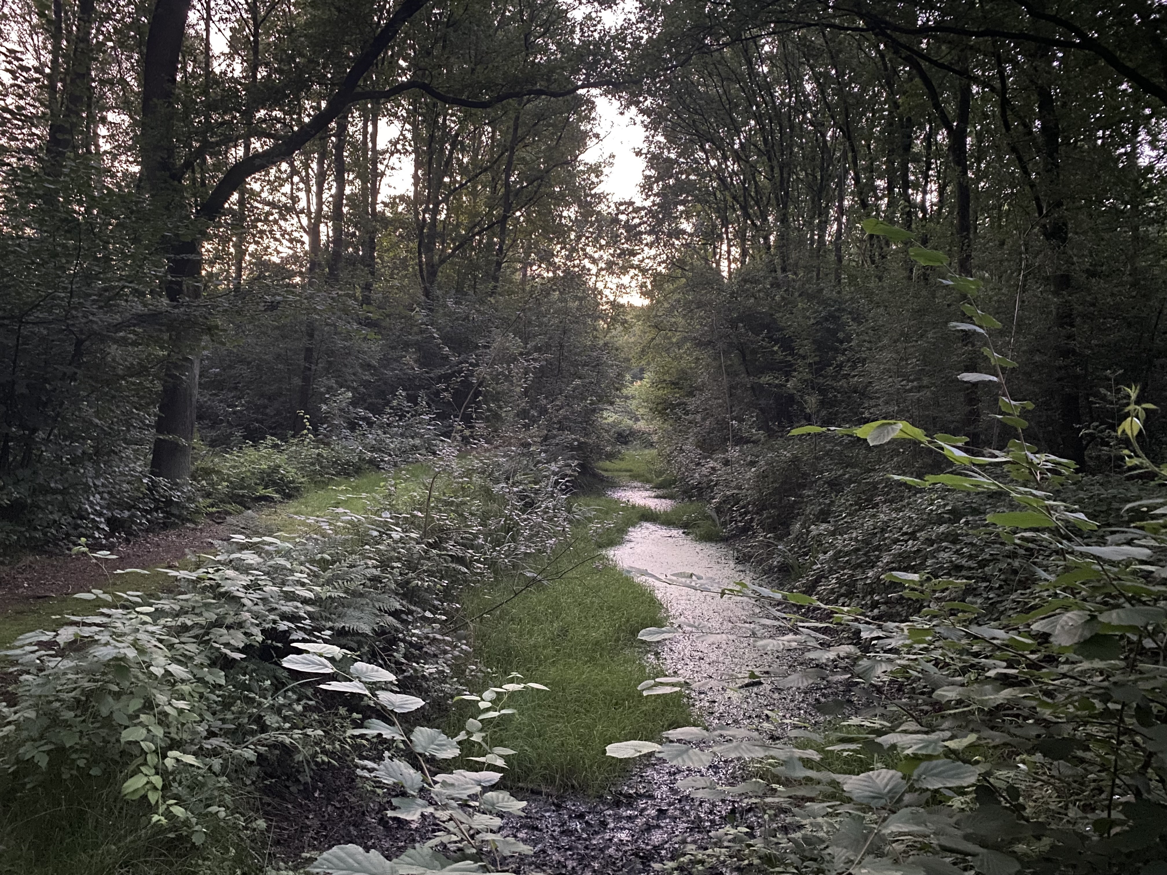 Gebaande paden in het Kavelbos
