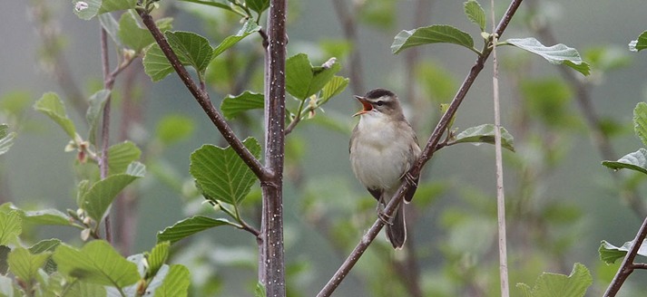 Natuurgebied de Zouweboezem