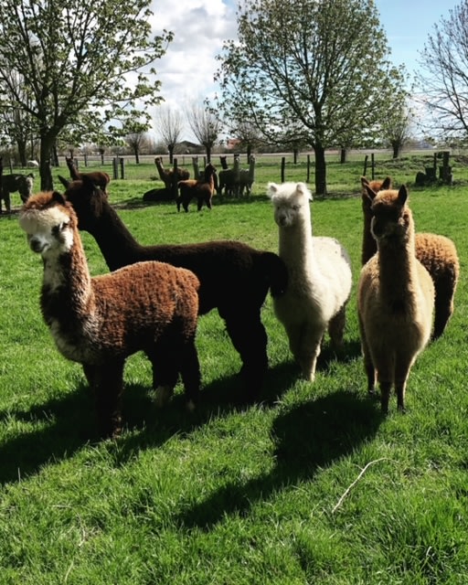 Alpaca en Falabella Ranch | Alpaca's