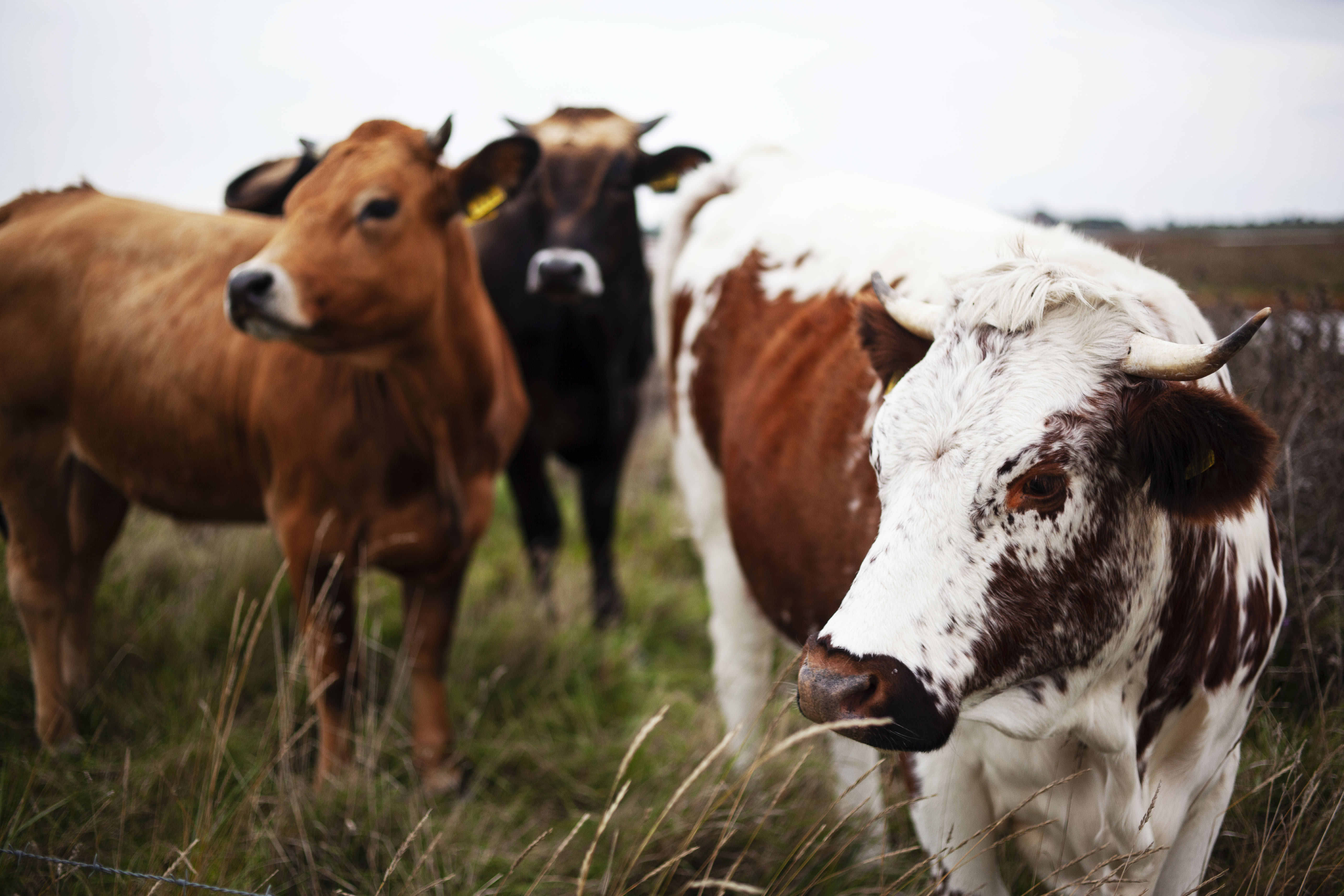 verschillende soorten koeien