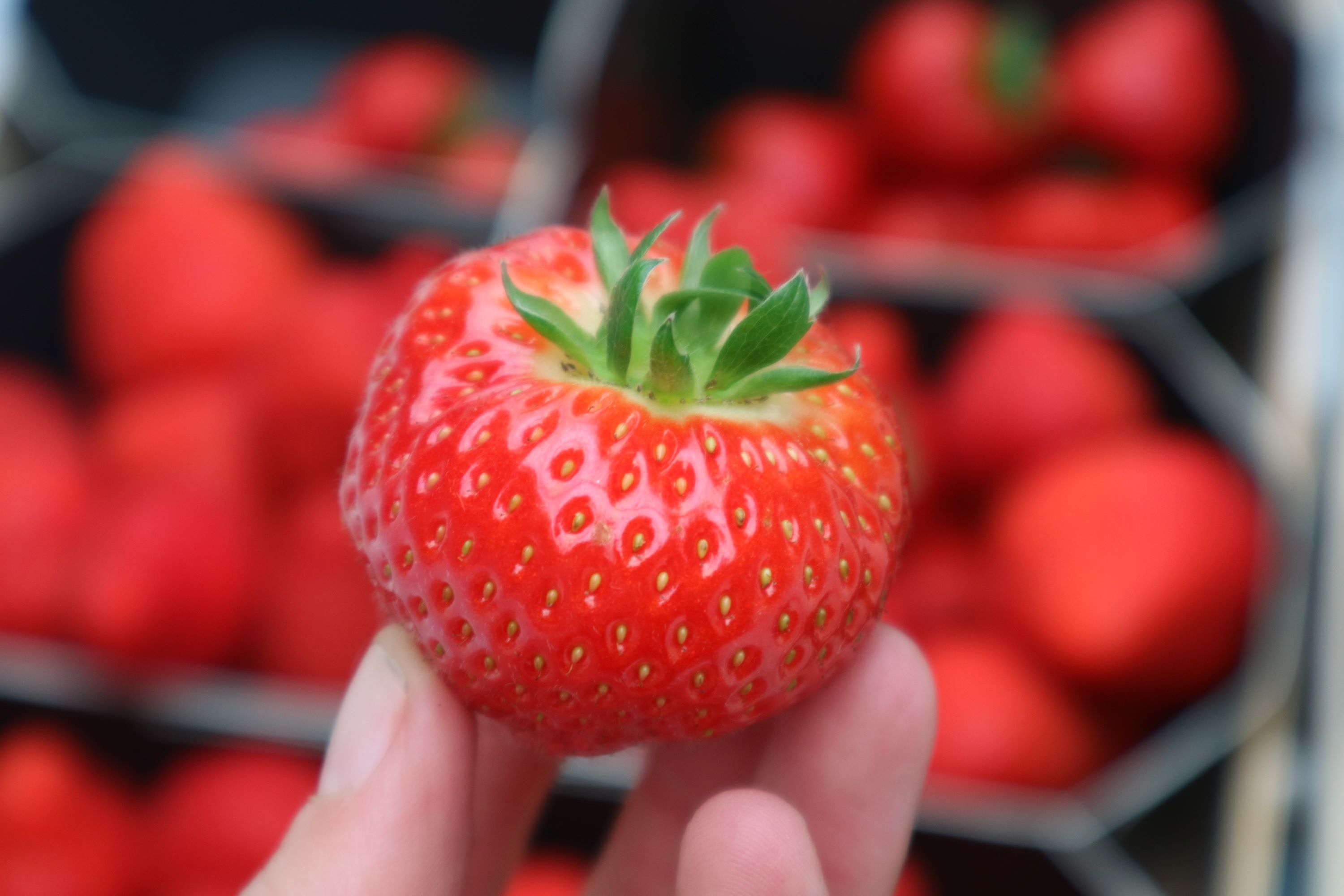 By Broersen aardbeiden