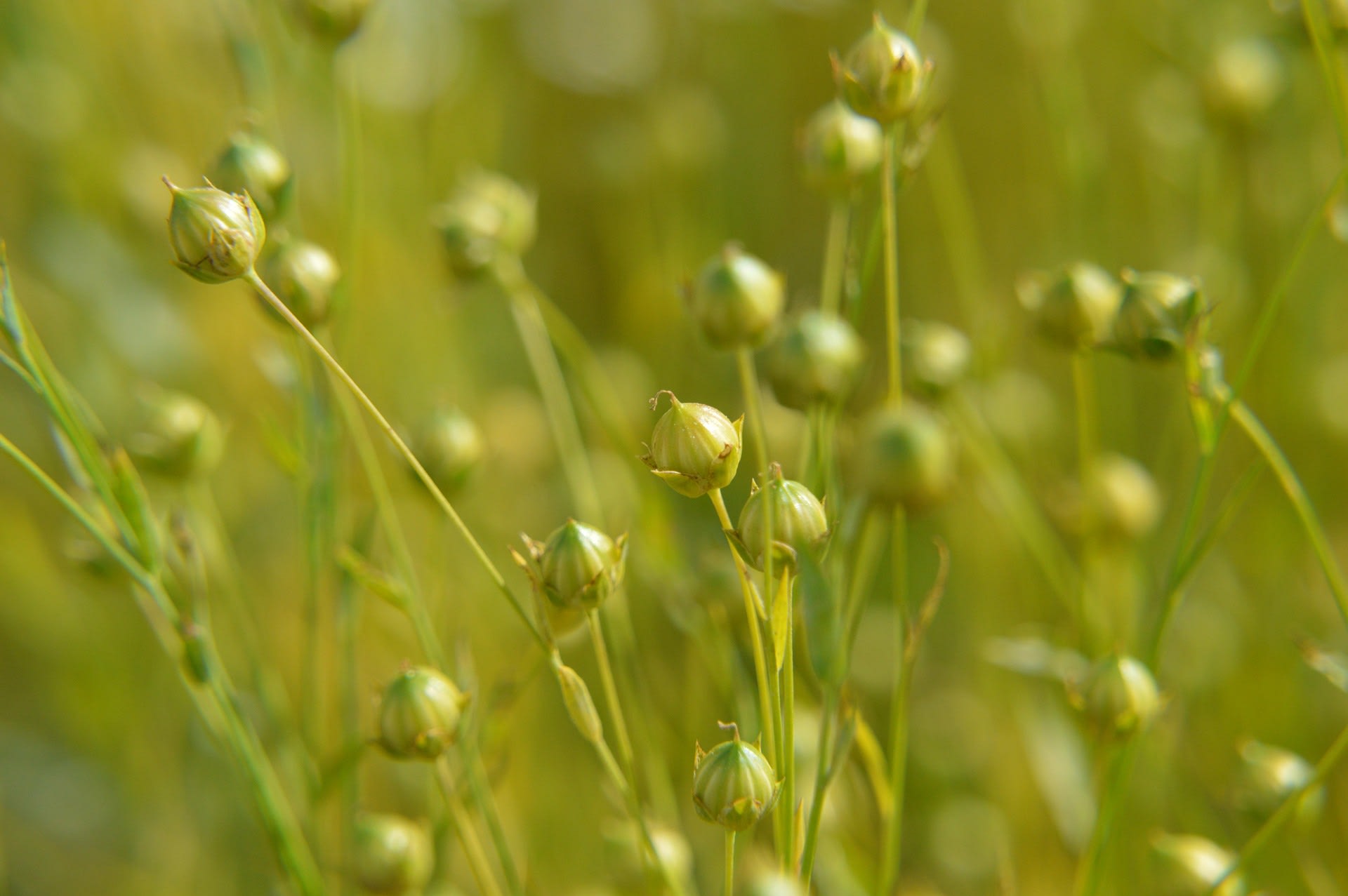 Vlas voor het weven van linnen