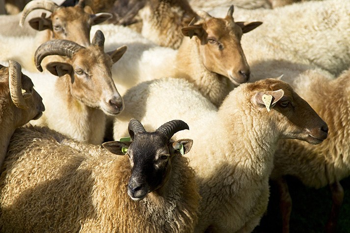 Schaapskooi Achter 't Zaand