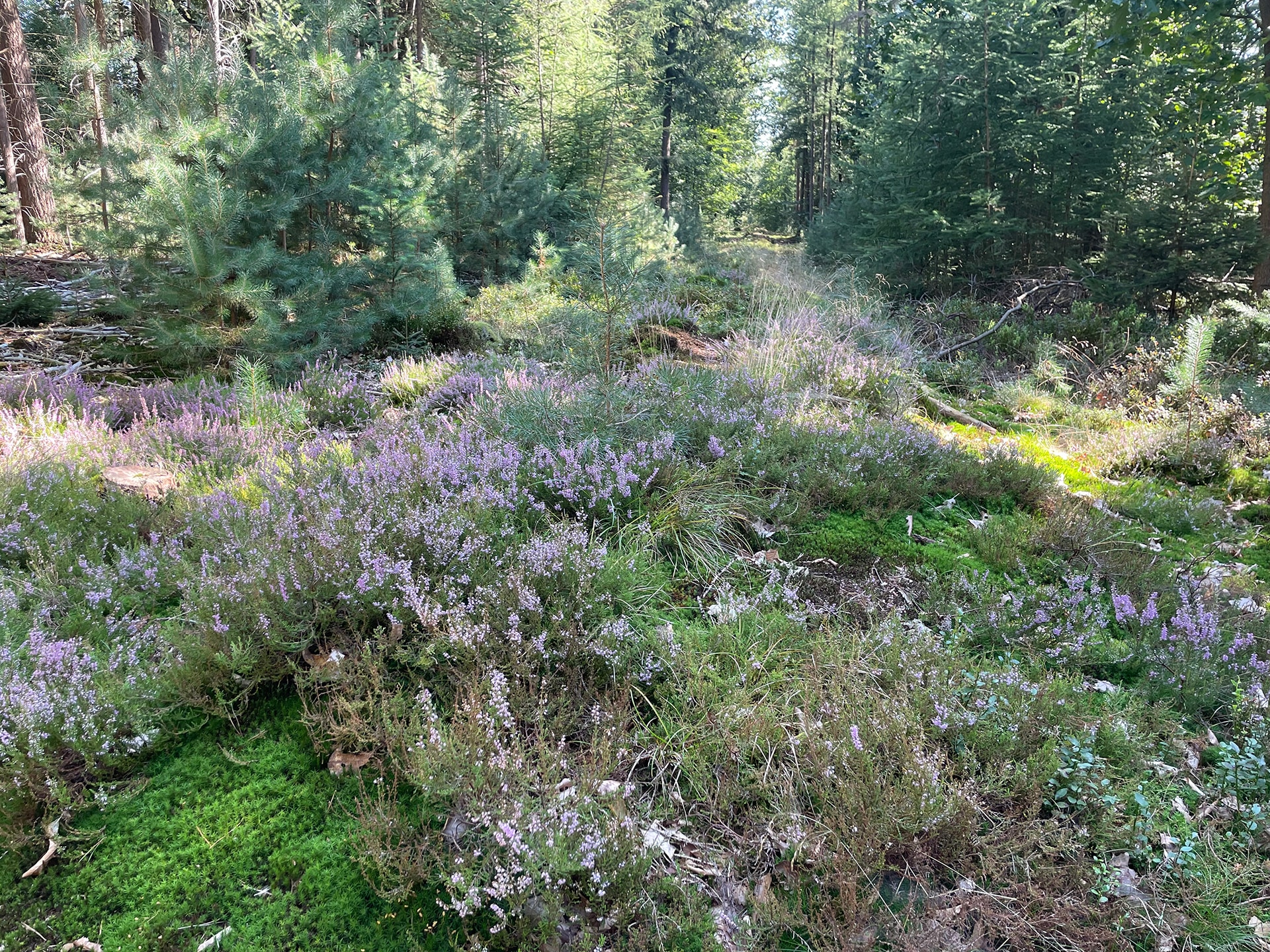 Grafheuvels Rollekootseveld