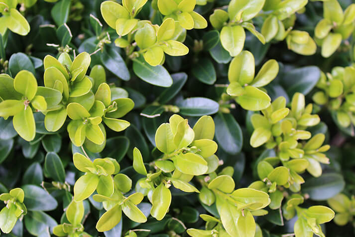 Landschapstuin De Houtenhandsche Hof