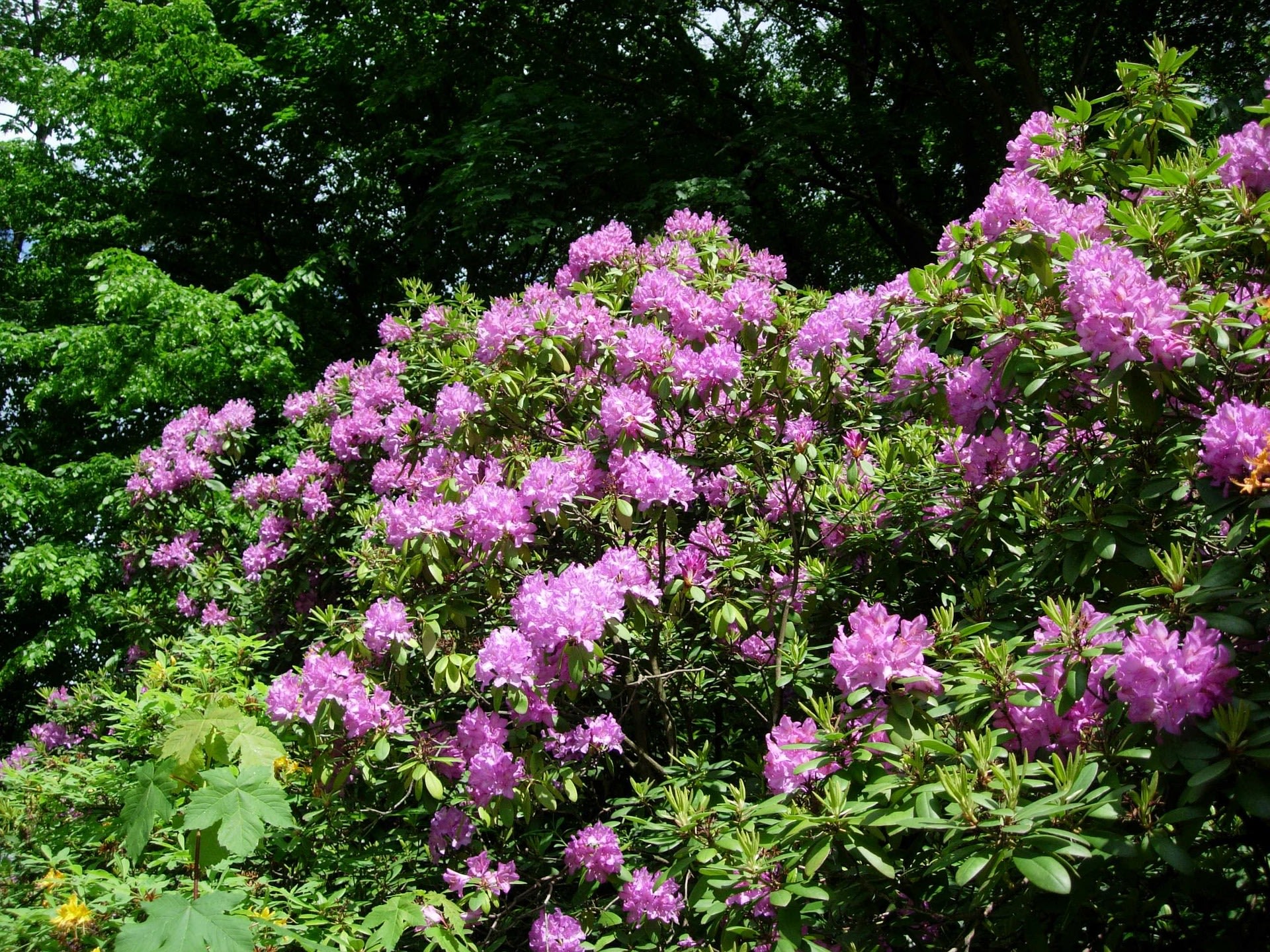 Bloeiende rhododendrons