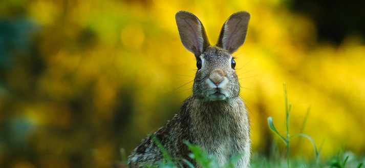 Natuurlijke oversteek