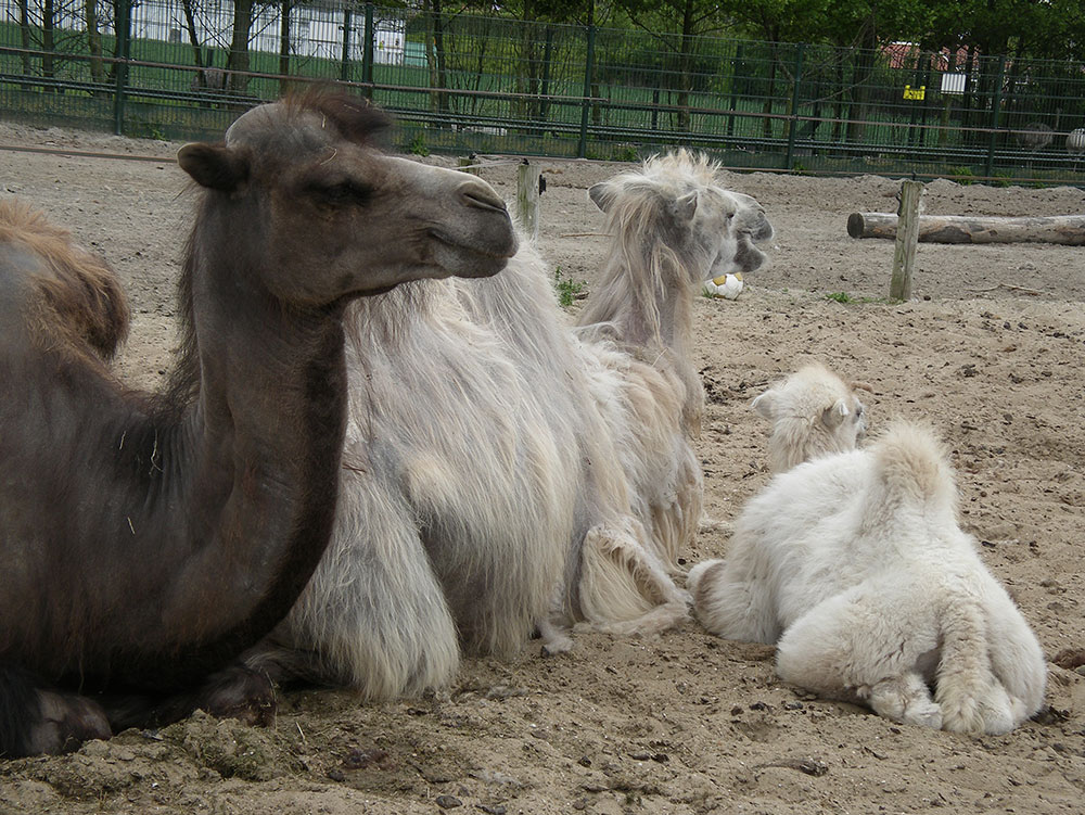 Dierenpark Van Blanckendaell