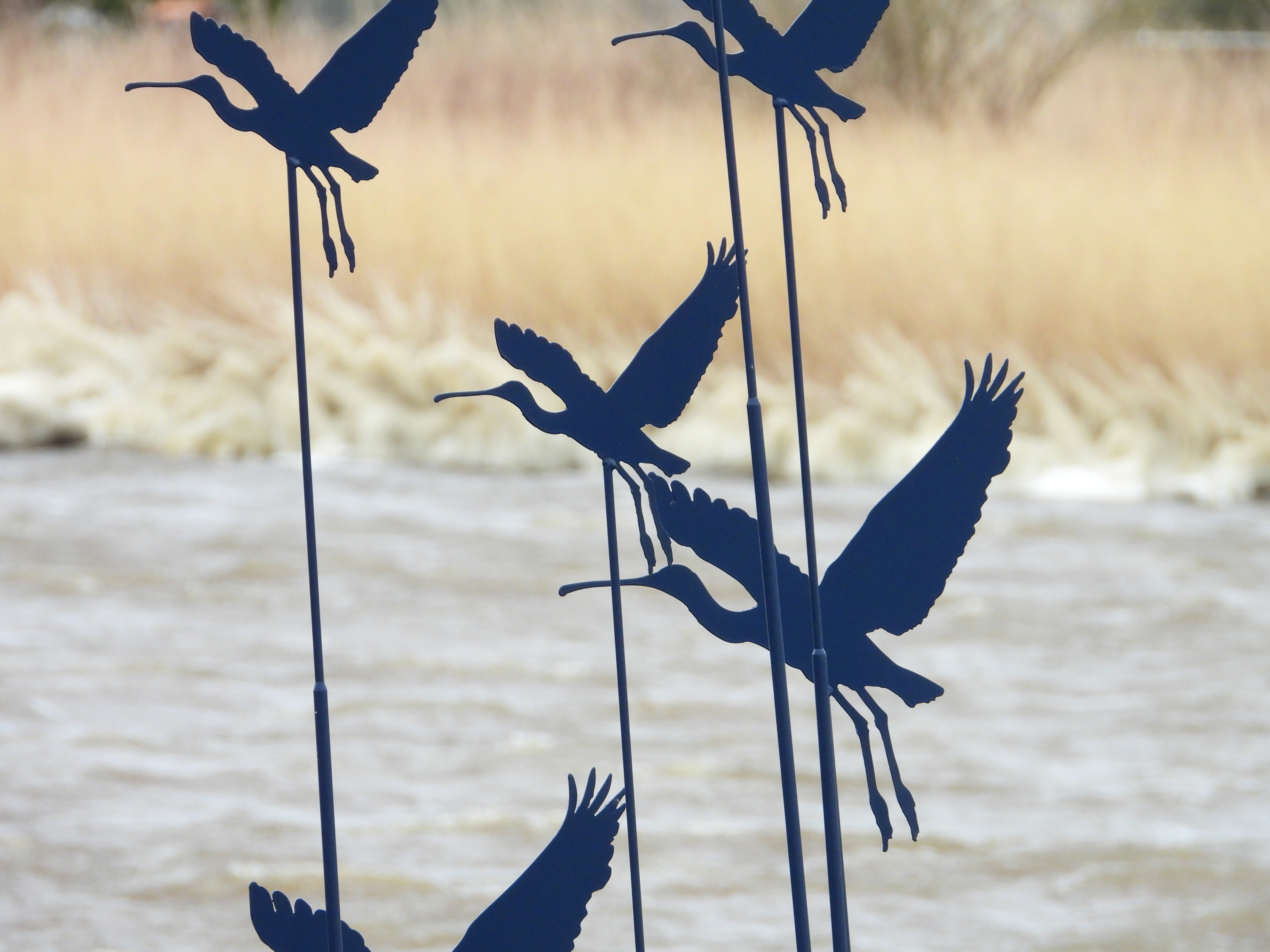 7 lepelaars in De Cocksdorp