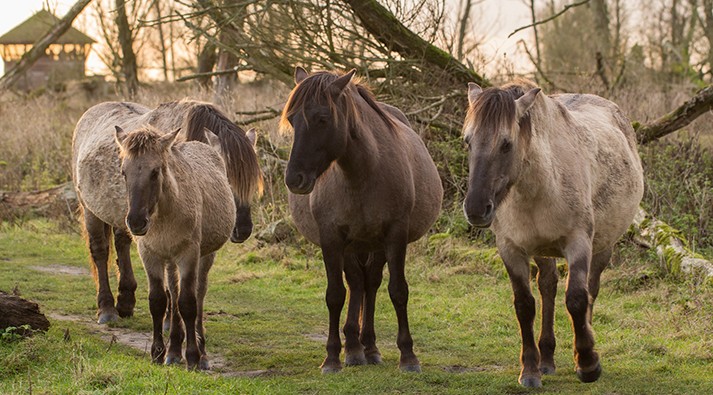 Konikpaarden in de Oostvaardersplassen