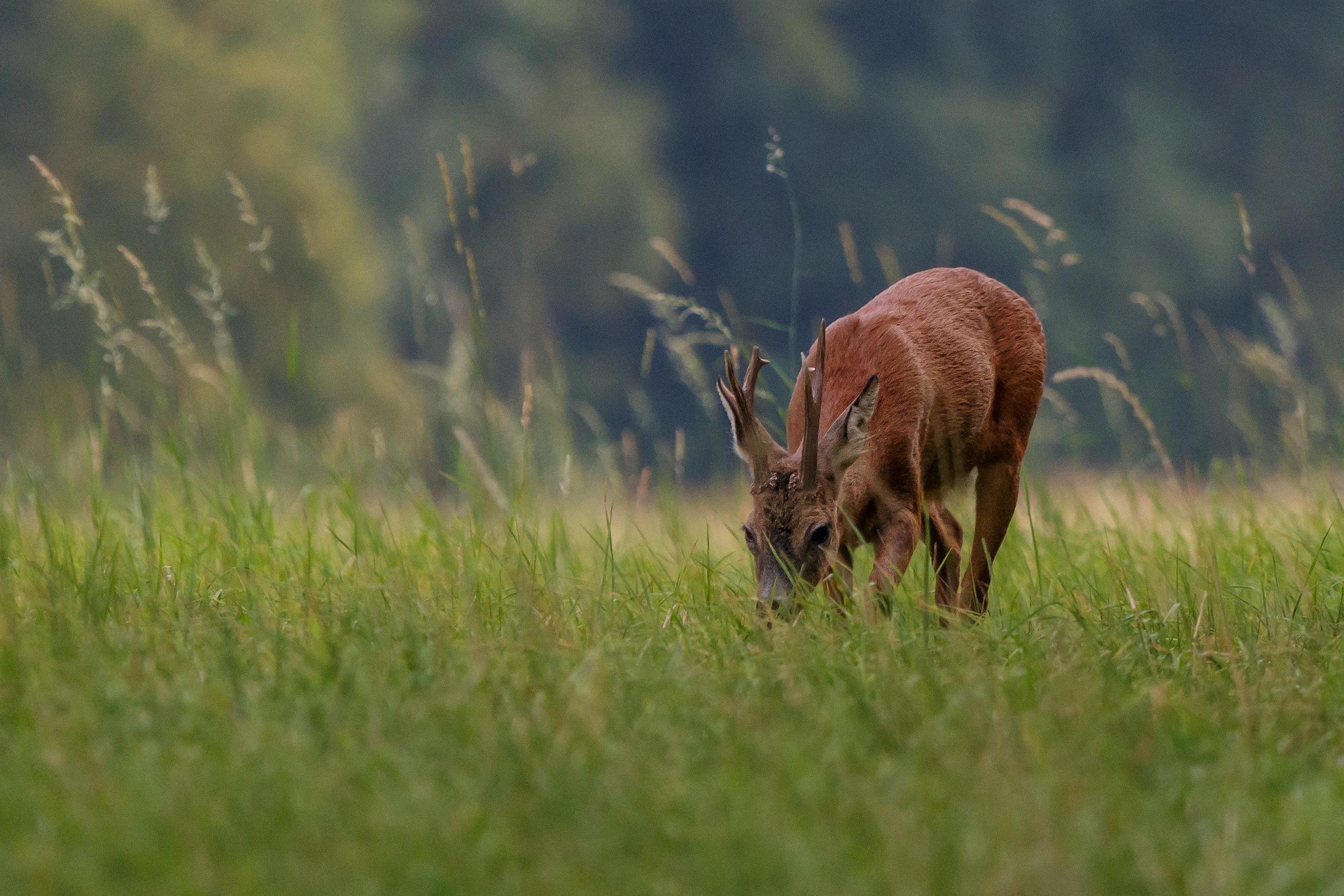 Wildobservatiepost Kroondomein Het Loo