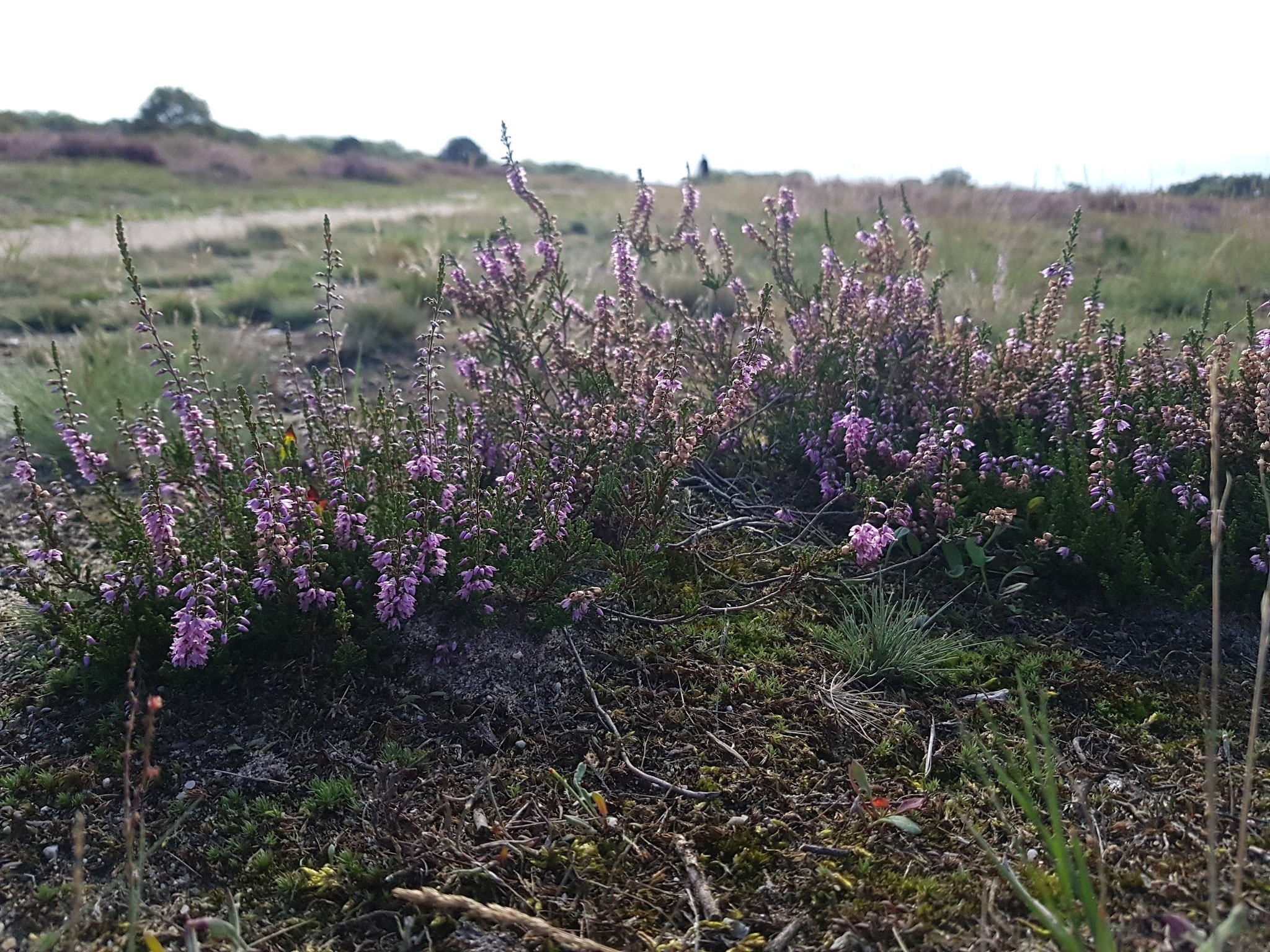 TOP Laren bij de Westerheide