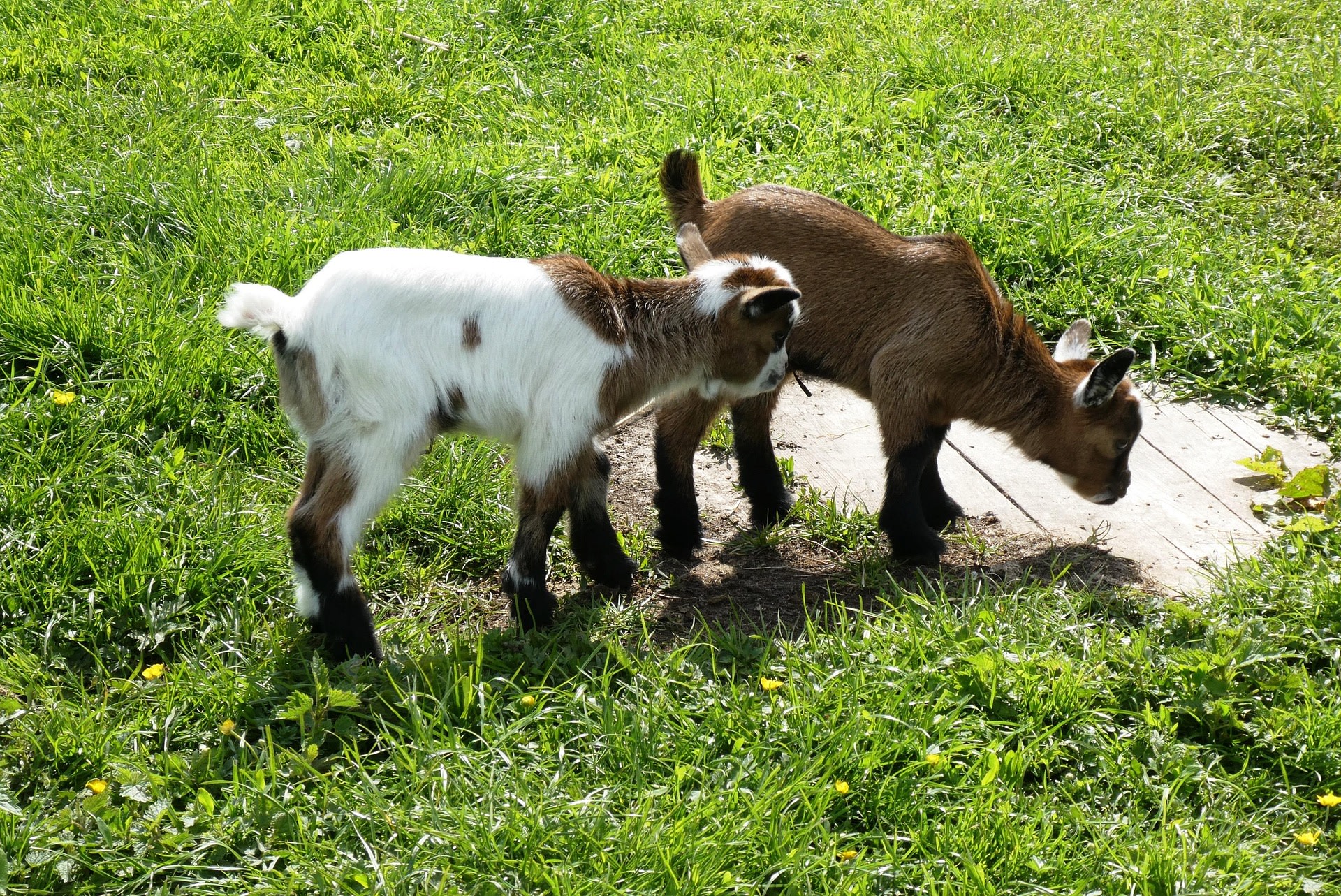 Kinderboerderij de Brink