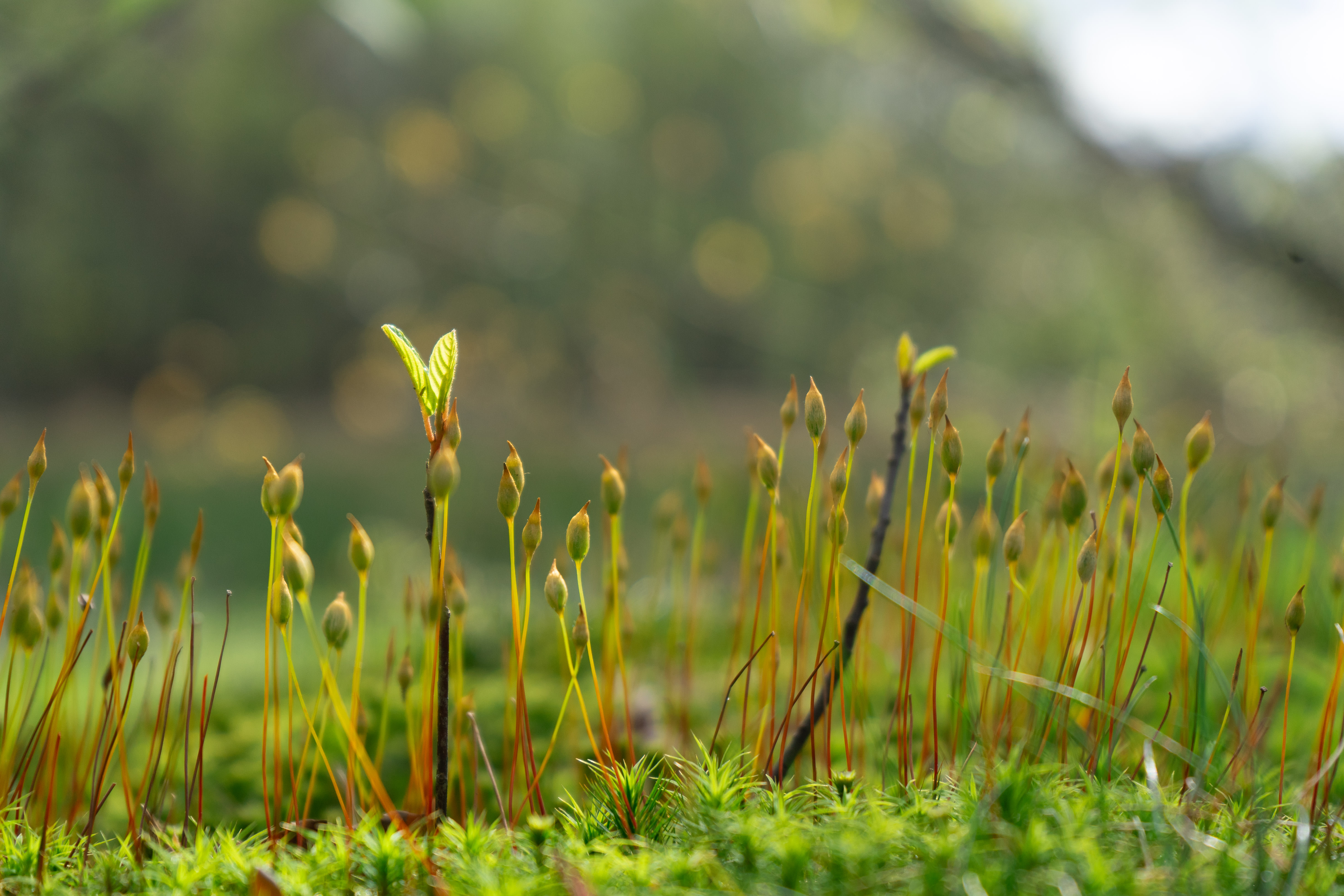 Tiny Forest Gooikerspark