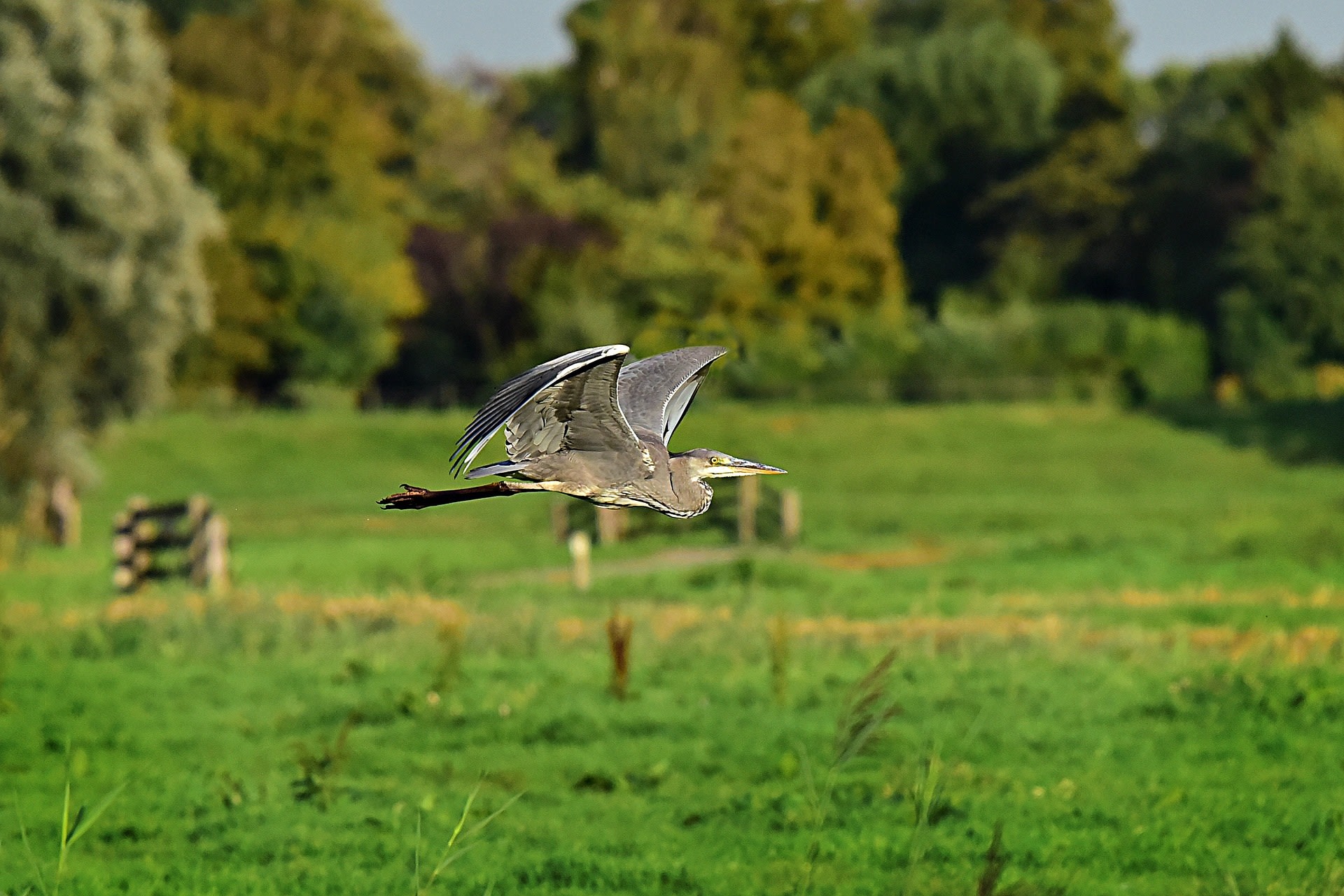 Natuurgebied de Berkenwoudse Driehoek