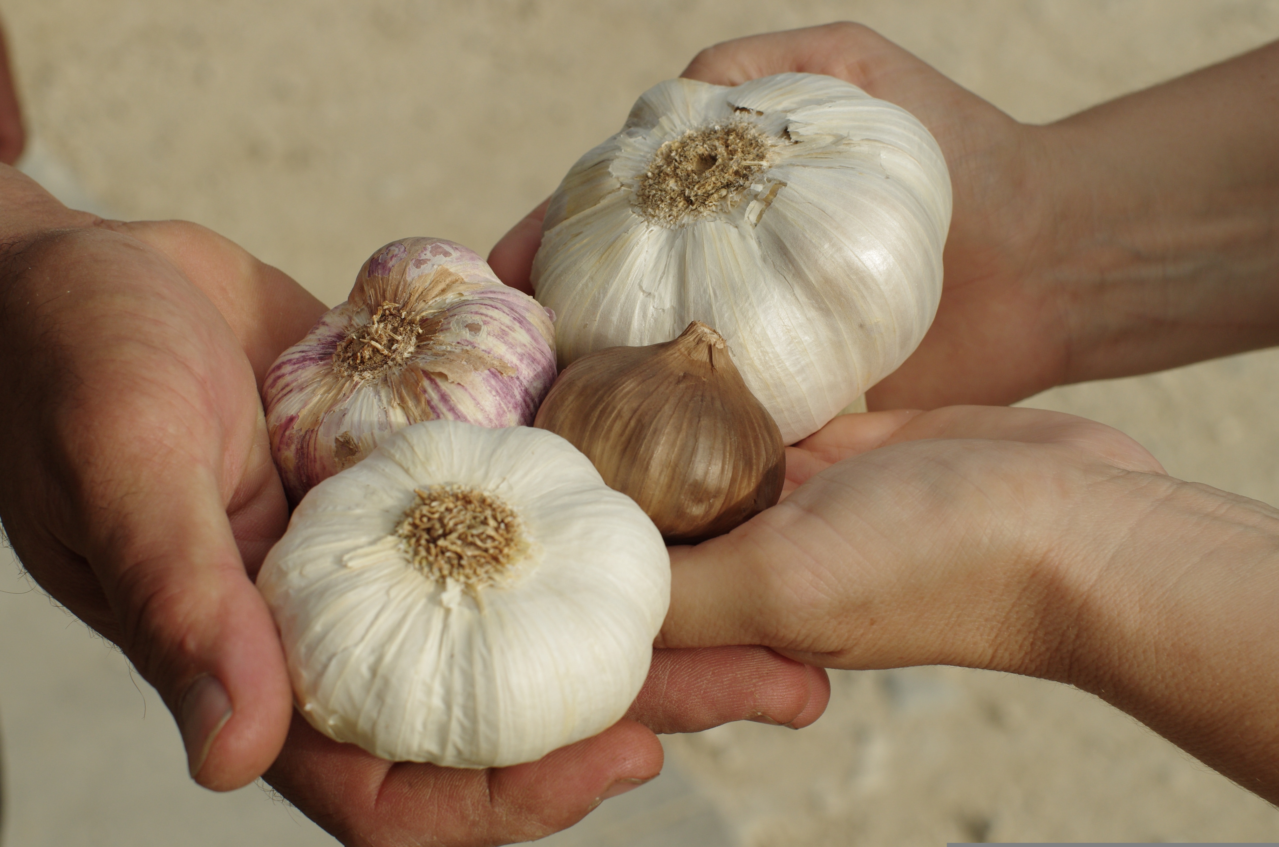 Biesheuvel Knoflook